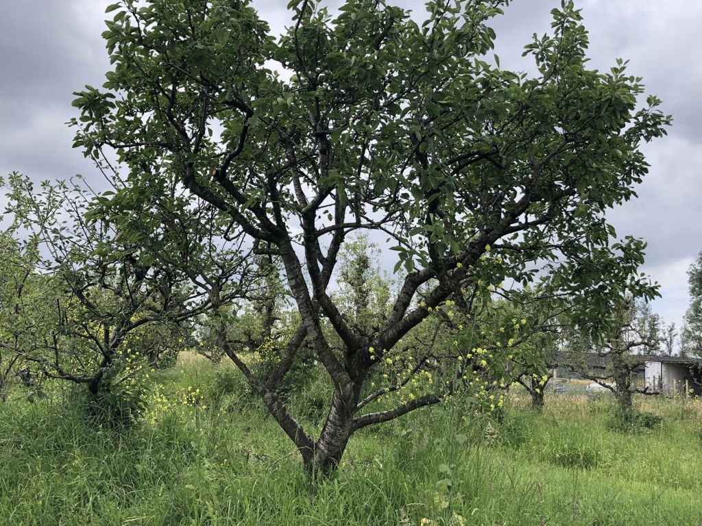 Assortiment oude pruimenbomen van Douwe Dokter: Opal pruimenboom in struikvorm, 35 jaar oud in de zomer