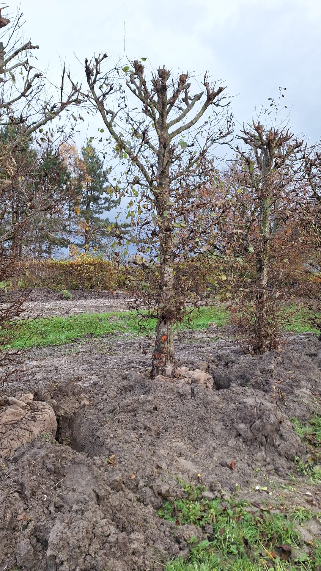 Assortiment oude sierbomen van Douwe Dokter: Leielzen 4m 1250EUR