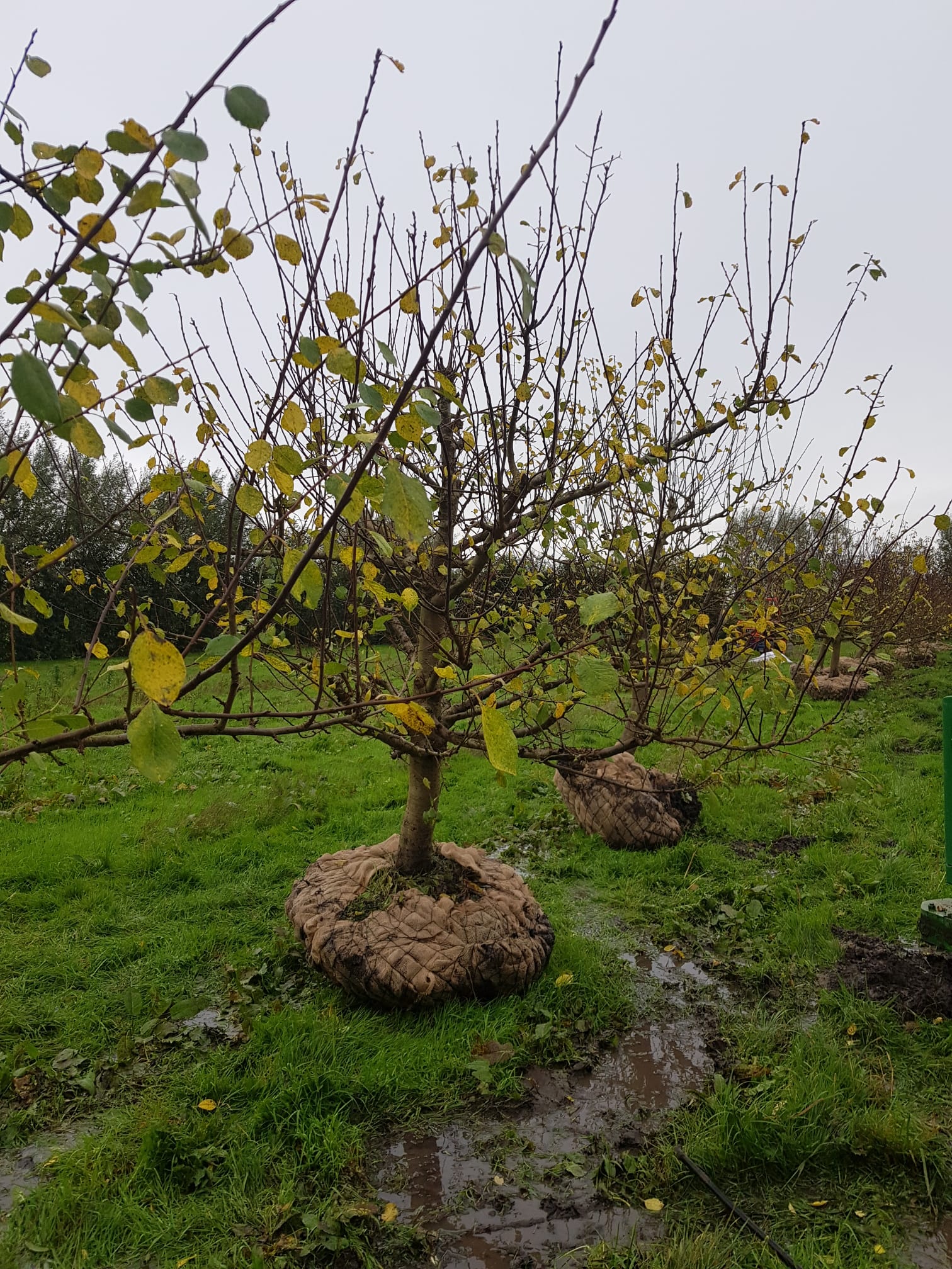 Assortiment oude pruimenbomen van Douwe Dokter: laagstam reine victoria en opal pruimen, 22 jaar 295EUR