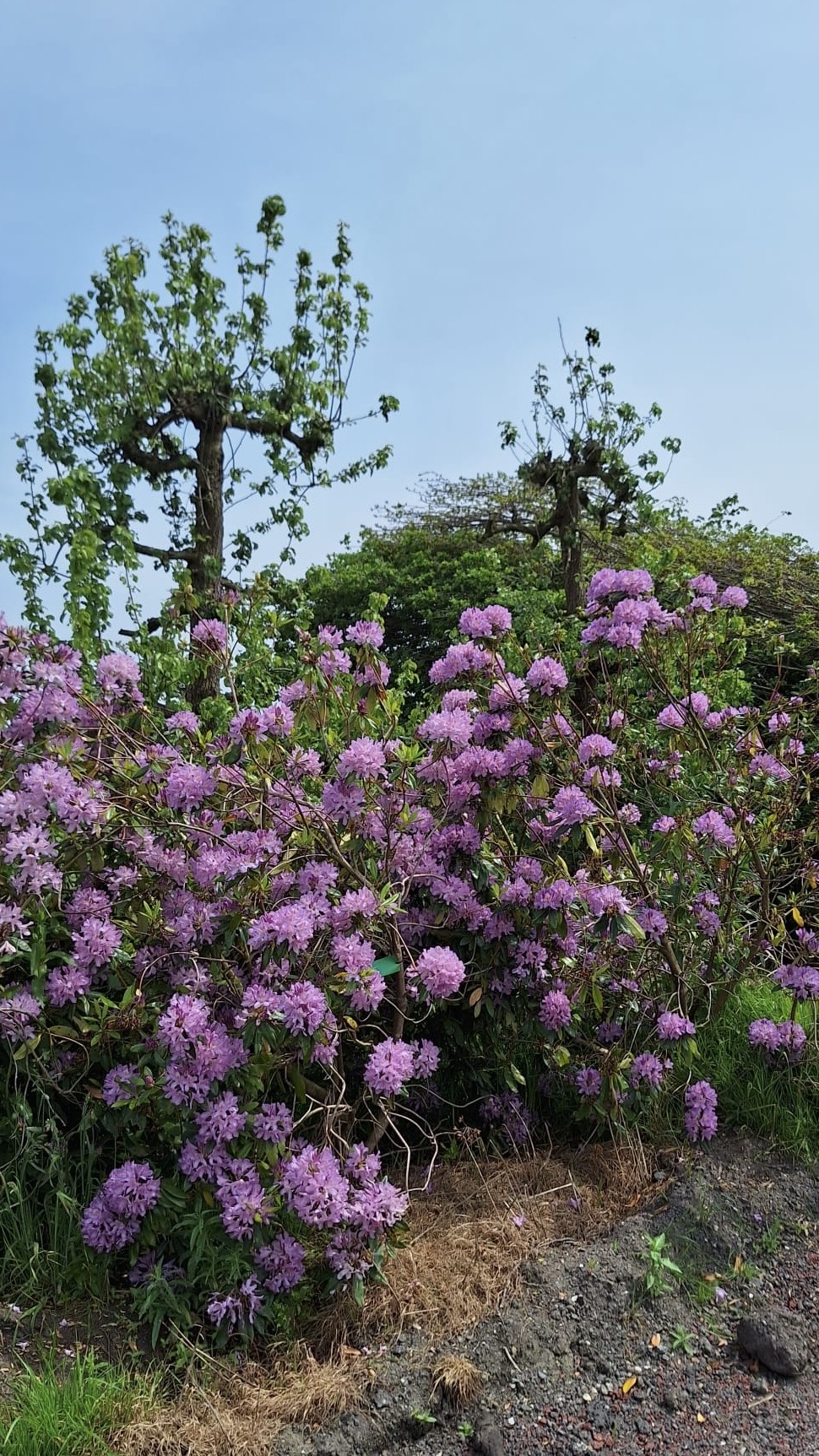 Assortiment sierbomen van Douwe Dokter: Rhododendrons