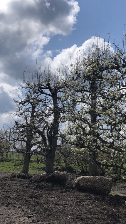 Assortiment oude perenbomen van Douwe Dokter: Exclusieve Legipont du Chez hoogstam handperenbomen uit 1968 in bloei