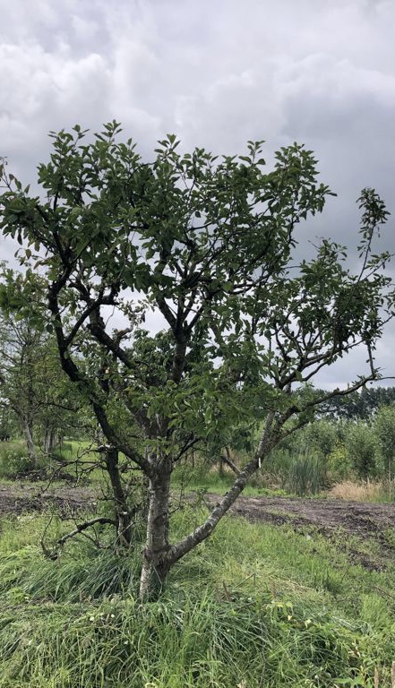 Assortiment oude pruimenbomen van Douwe Dokter: Opal pruimenboom in struikvorm, 35 jaar oud in de zomer