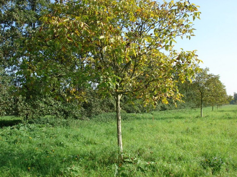 Assortiment oude notenbomen van Douwe Dokter: Juglans Regia walnotenboom 15 jaar in blad