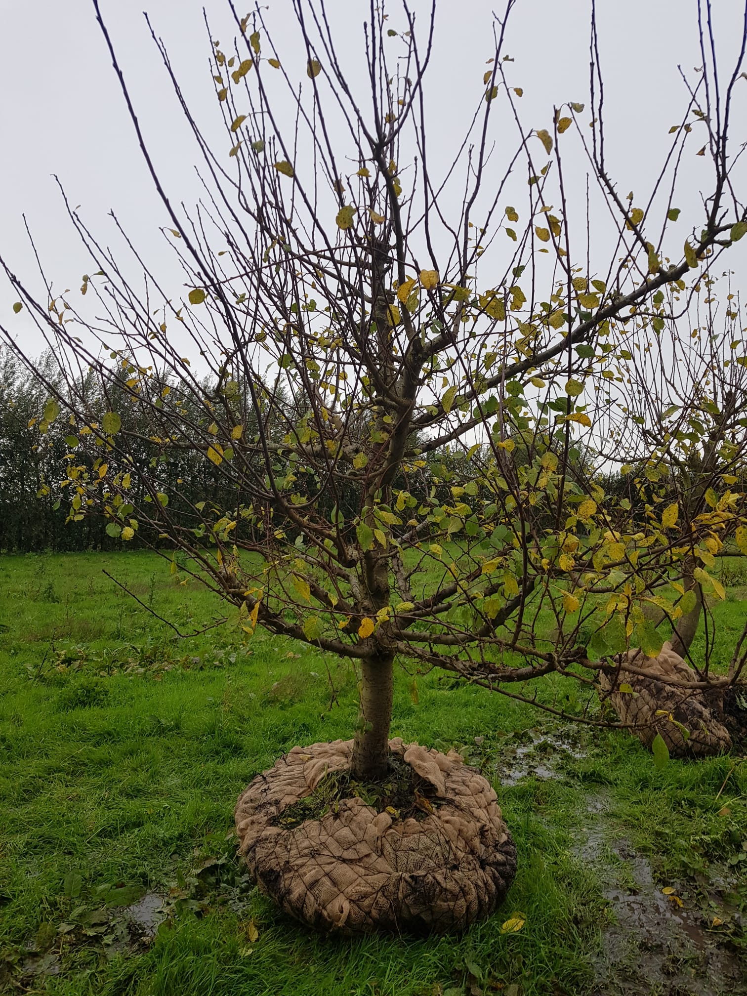 Assortiment oude pruimenbomen van Douwe Dokter: laagstam reine victoria en opal pruimen, 22 jaar 295EUR