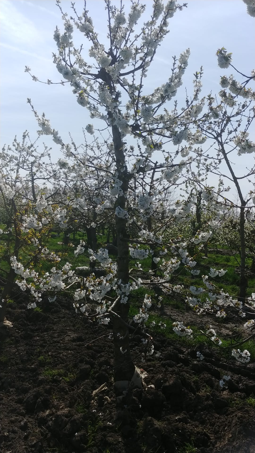 Assortiment oude kersenbomen van Douwe Dokter: Laagstam kersenbomen 28 jaar oud