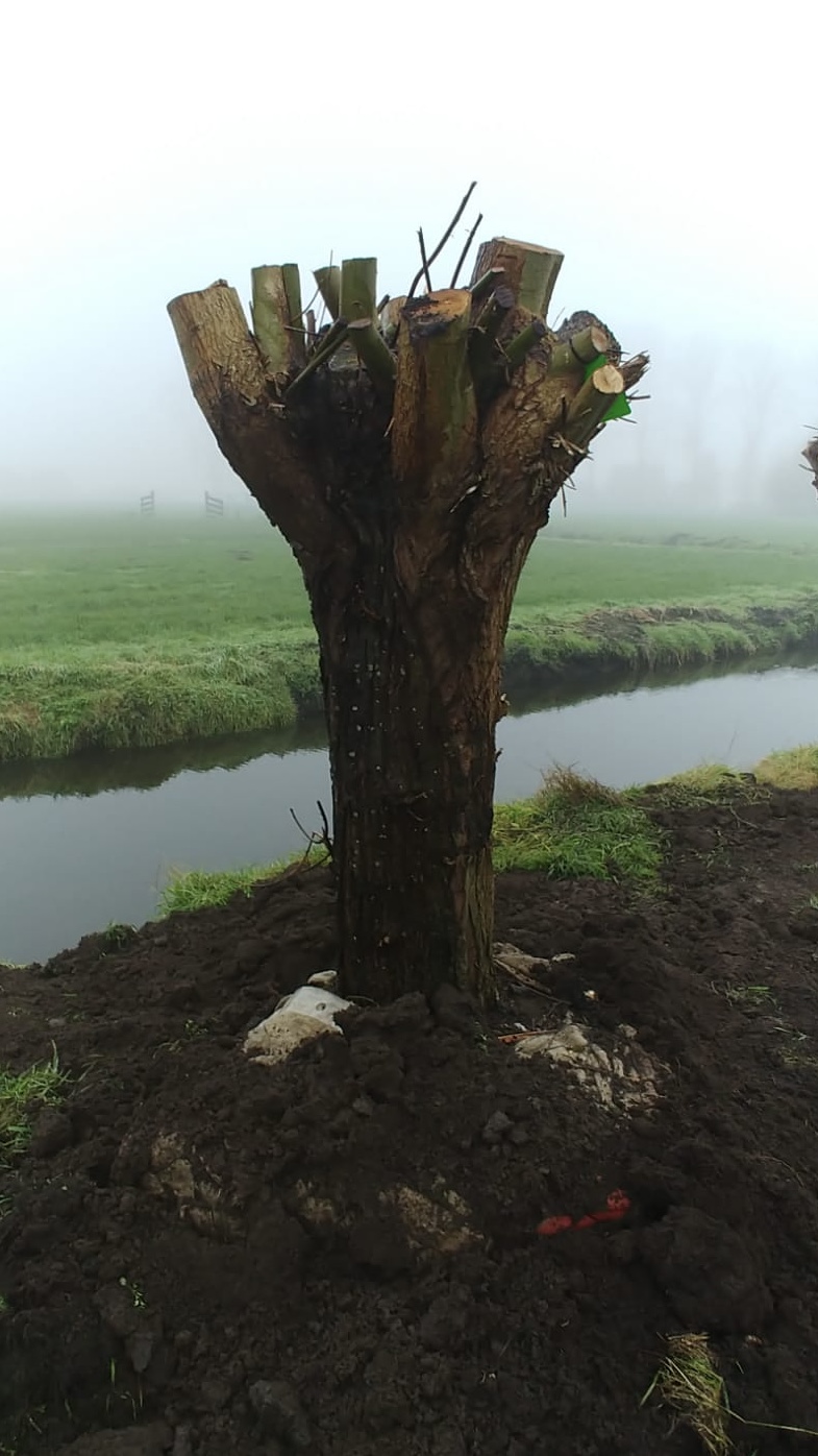 Assortiment sierbomen van Douwe Dokter: Volwassen knotwilgen 60 jaar oud exclusief