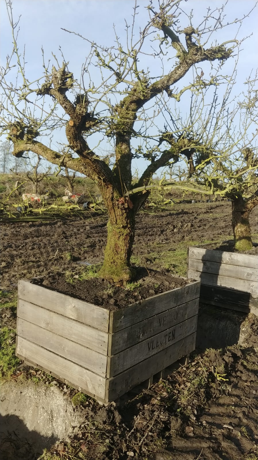 Assortiment oude perenbomen van Douwe Dokter: Conference handpeer, laagstam 48 jaar oud in bak, overal te plaatsen!