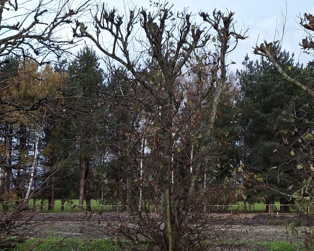 Assortiment oude sierbomen van Douwe Dokter: Leielzen 4m 1250EUR