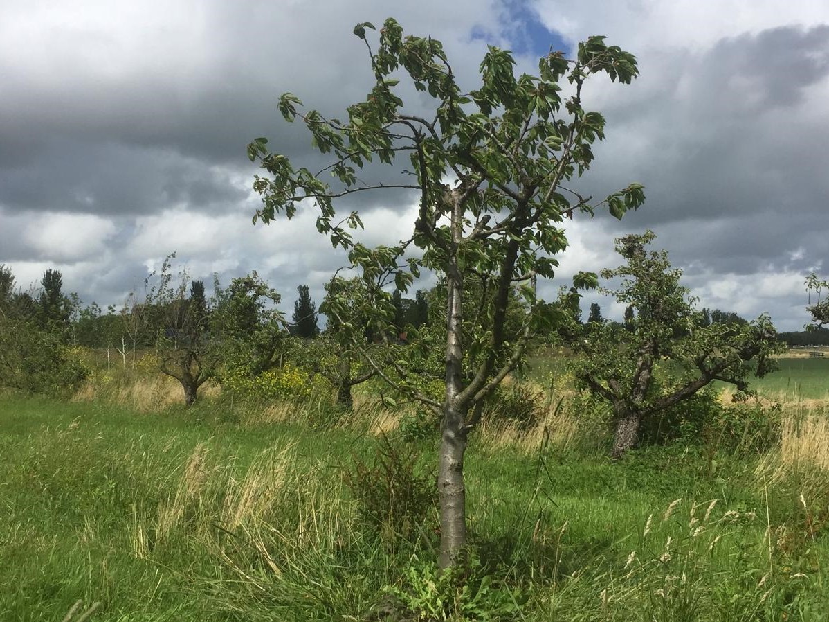 Assortiment oude kersenbomen van Douwe Dokter: half hoogstam kersenbomen in struikvorm 30 jaar oud - in de zomer