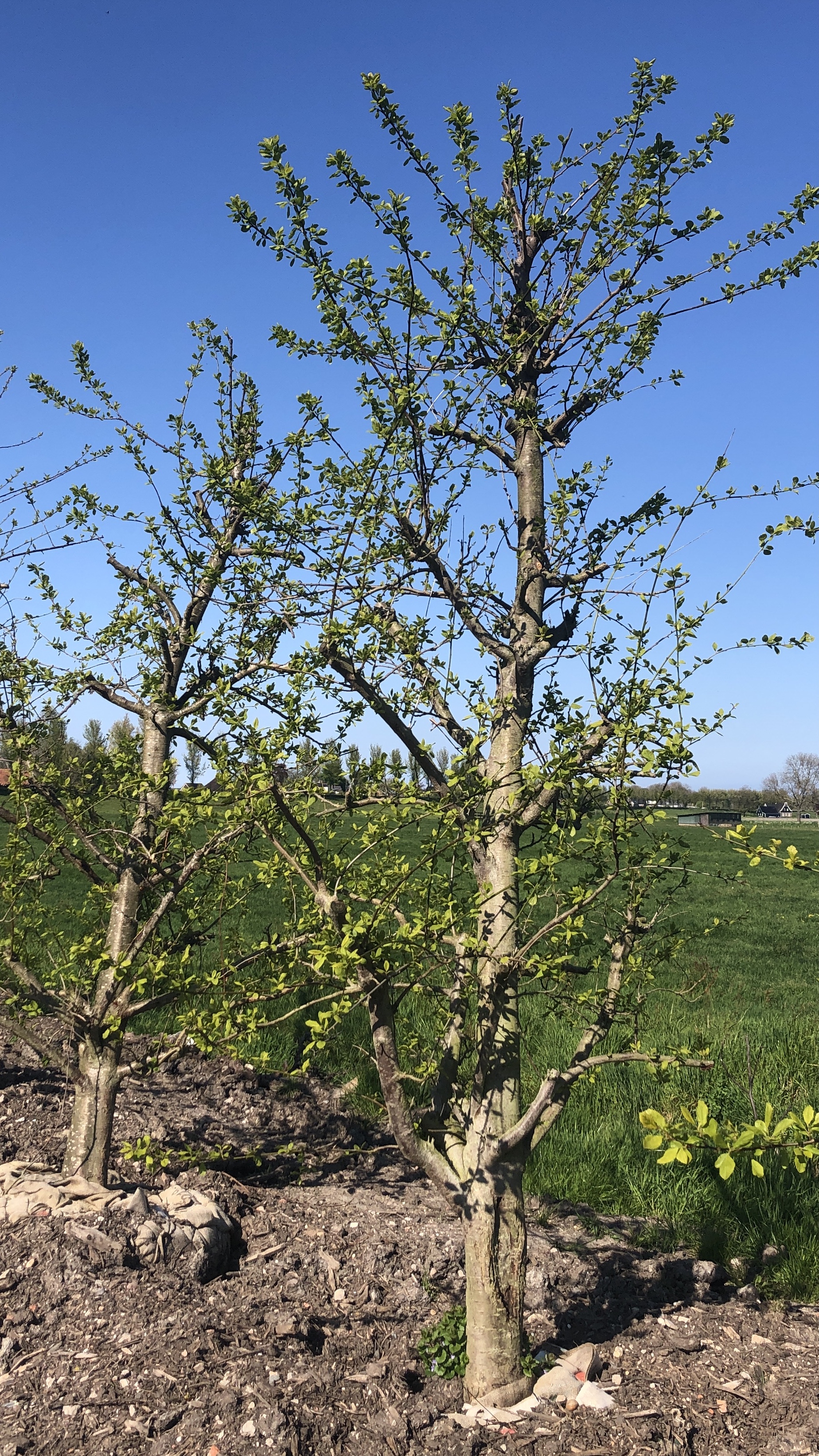 Assortiment oude pruimenbomen van Douwe Dokter: Opal laagstam pruimenboom, 20 jaar oud 