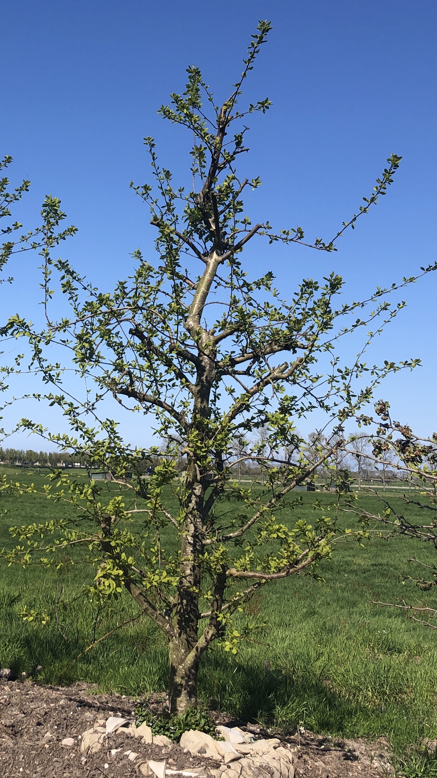 Assortiment oude pruimenbomen van Douwe Dokter: Opal laagstam pruimenboom, 20 jaar oud