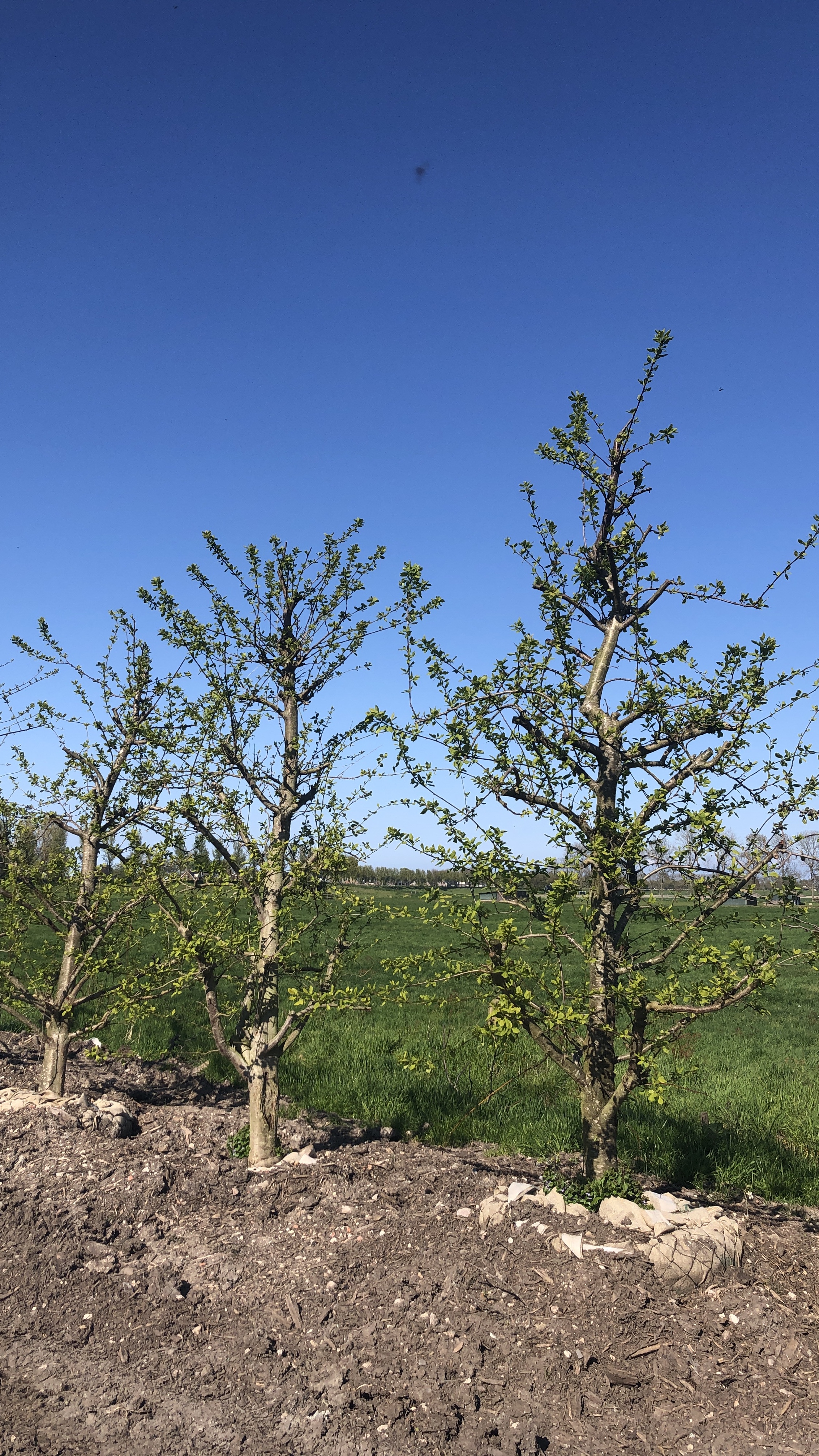 Assortiment oude pruimenbomen van Douwe Dokter: Opal laagstam pruimenboom, 20 jaar oud