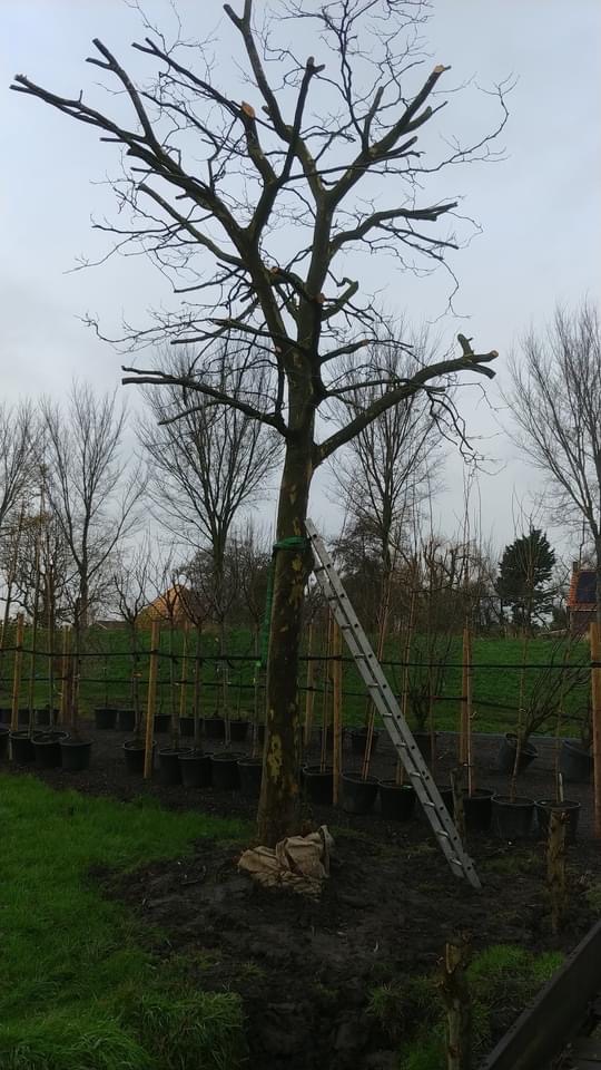 Assortiment oude sierbomen van Douwe Dokter: Plataan hoogstam 12m 2950 EUR