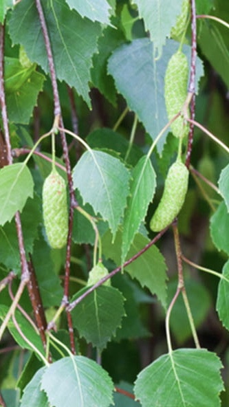 Assortiment sierbomen van Douwe Dokter: Grote witte berkenboom 6m hoog blad