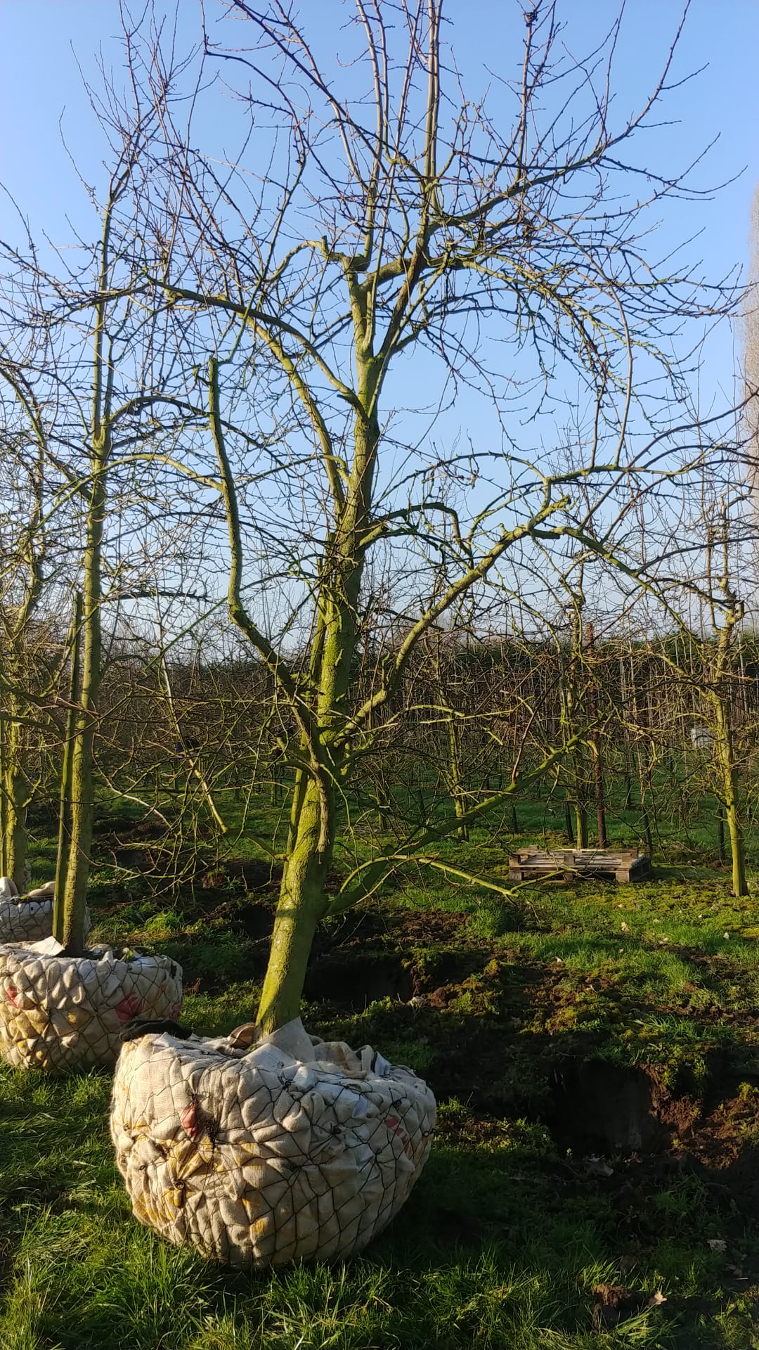 Assortiment oude pruimenbomen van Douwe Dokter: Jubileum pruimenboom, laagstam, 14 jaar oud 