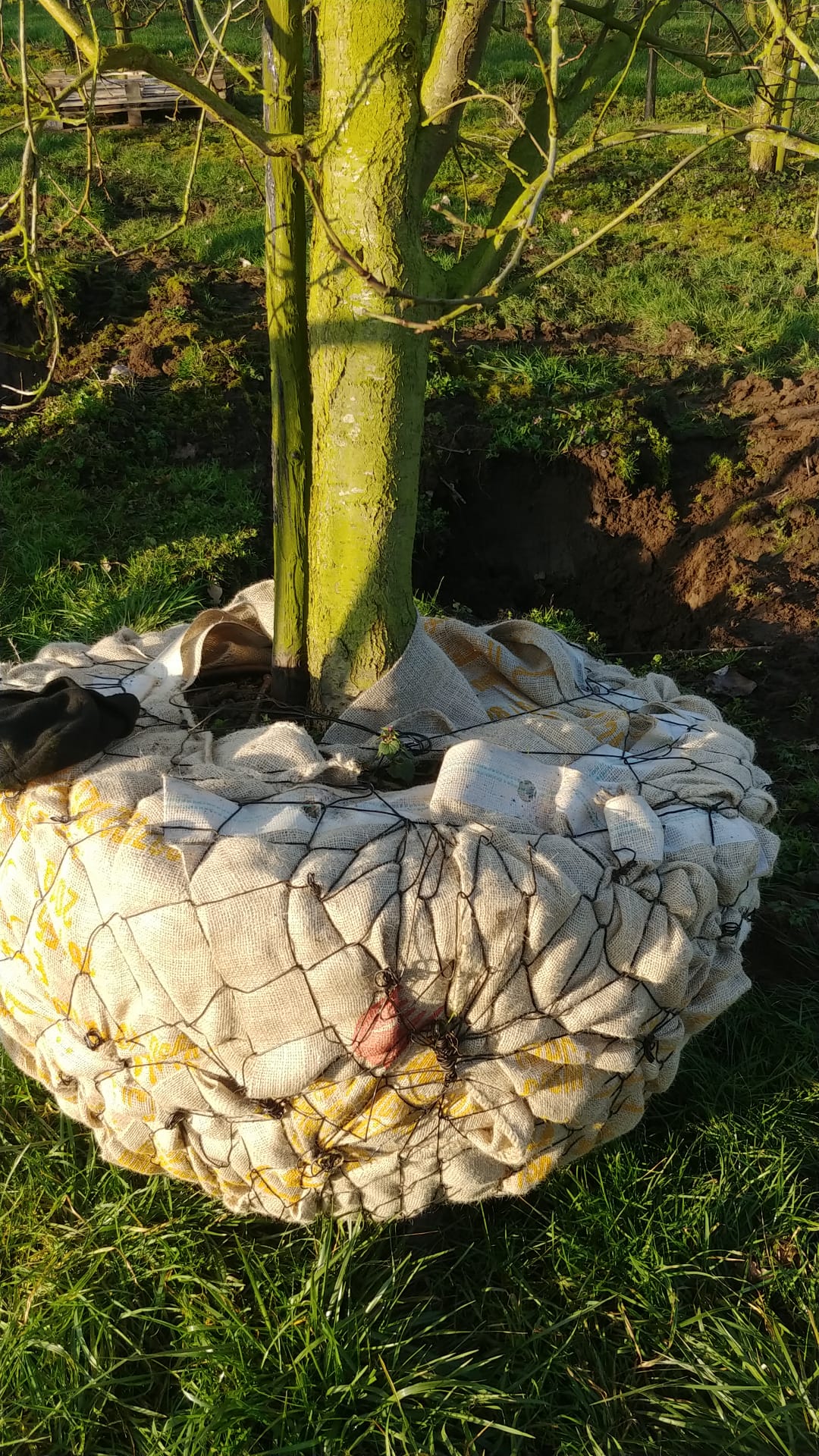 Assortiment oude pruimenbomen van Douwe Dokter: Jubileum pruimenboom, laagstam, 14 jaar oud , kluit van 100cm