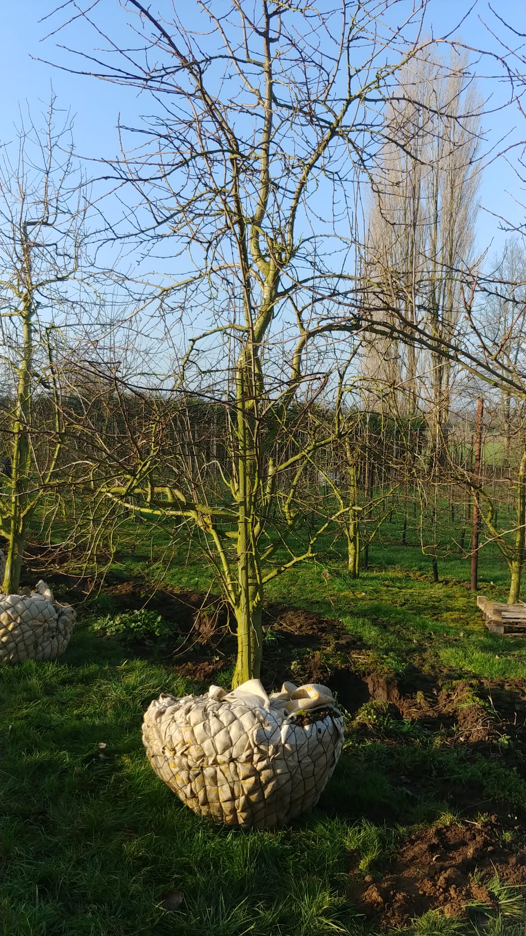 Assortiment oude pruimenbomen van Douwe Dokter: Jubileum pruimenboom, laagstam, 14 jaar oud 