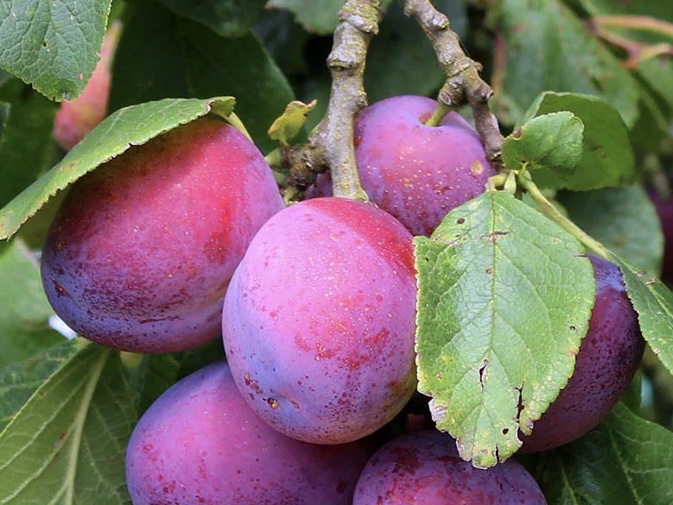 Assortiment oude pruimenbomen van Douwe Dokter: Jubileum pruimenboom, laagstam, 14 jaar oud, lekkere grote langwerpige paarse vruchten