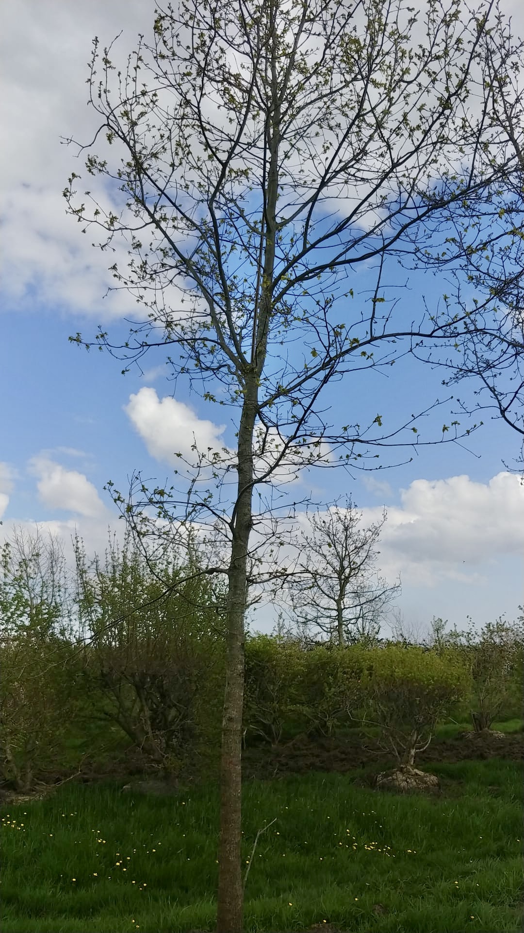 Assortiment sierbomen van Douwe Dokter: Volwassen eikenboom 8m hoog 