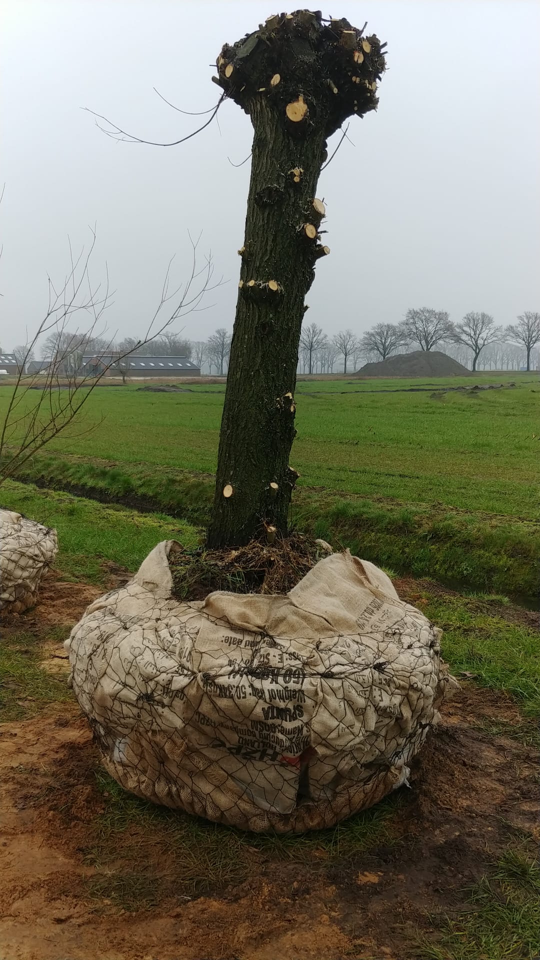 Assortiment sierbomen van Douwe Dokter: volwassen knotwilg, 35 jaar