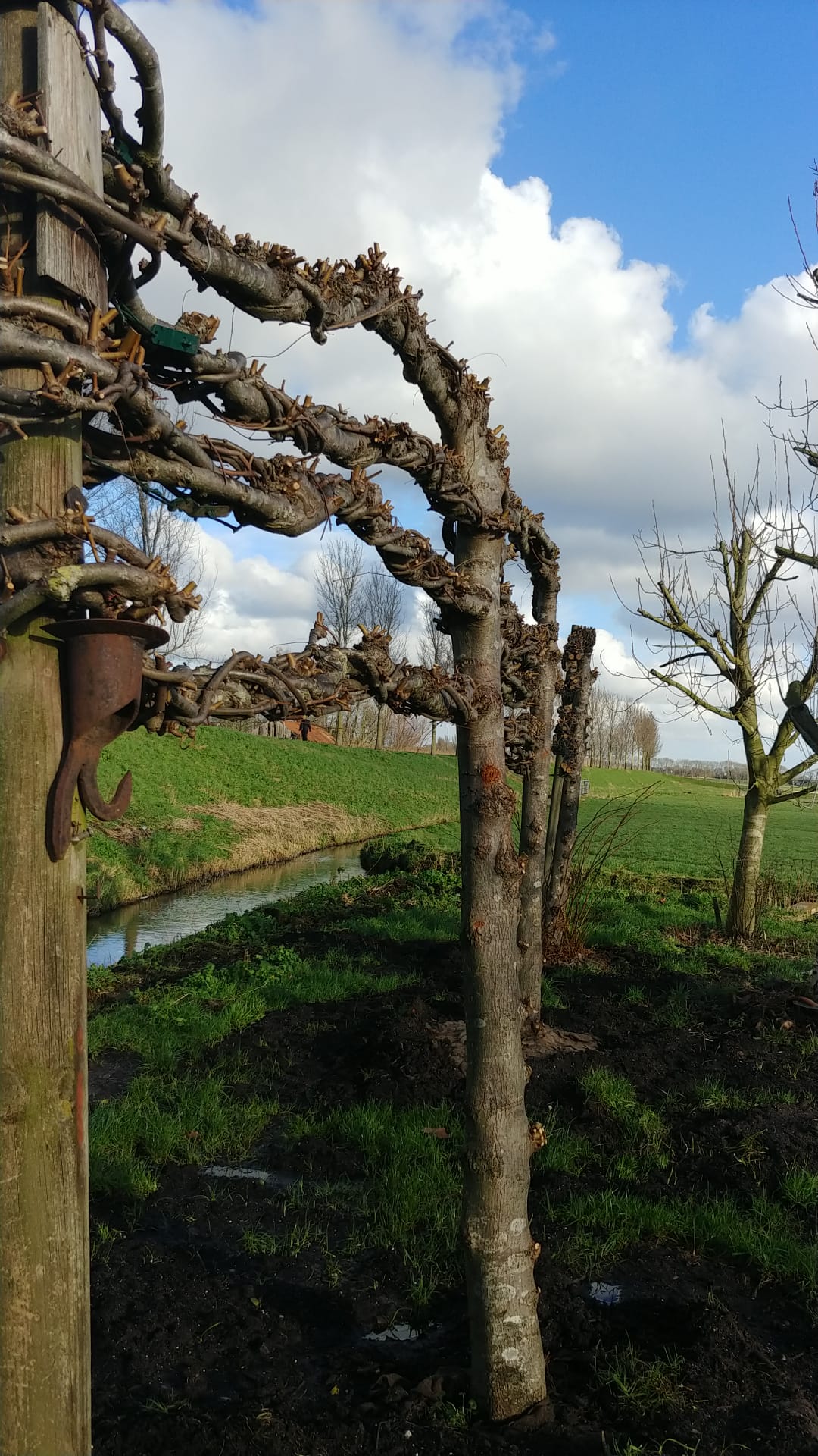 Assortiment oude sierbomen van Douwe Dokter: excl hoogstam leilindes set van 3 6950EUR