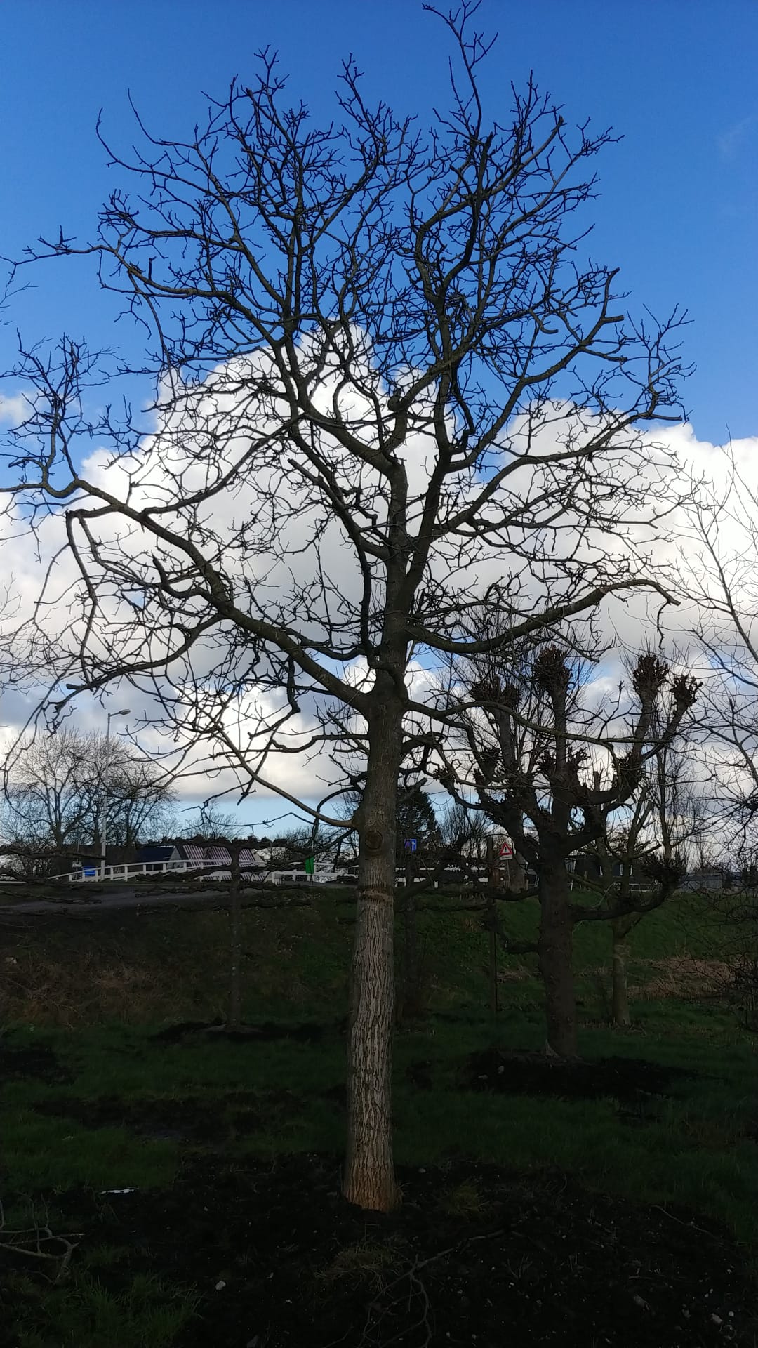 Assortiment oude notenbomen van Douwe Dokter: Juglans Regia hoogstam walnotenboom 50 jaar exclusief