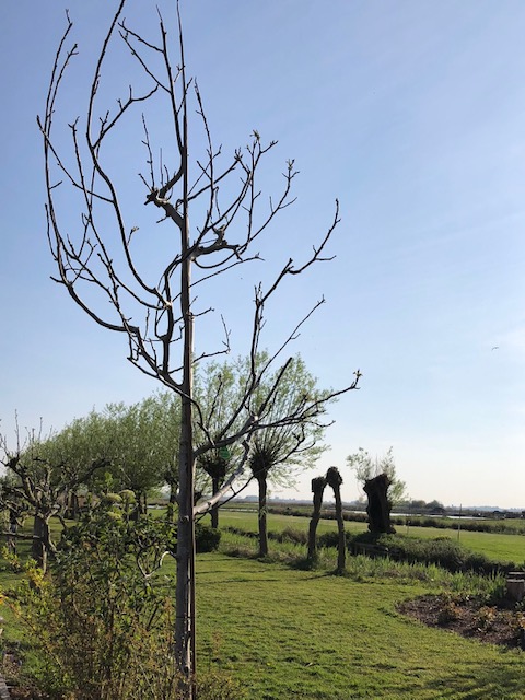 Assortiment oude notenbomen van Douwe Dokter: Juglans Regia walnotenboom 15 jaar in de winter