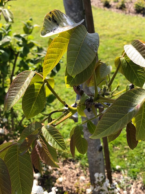 Assortiment oude notenbomen van Douwe Dokter: Juglans Regia walnotenboom 15 jaar eerste vruchtbeginselen