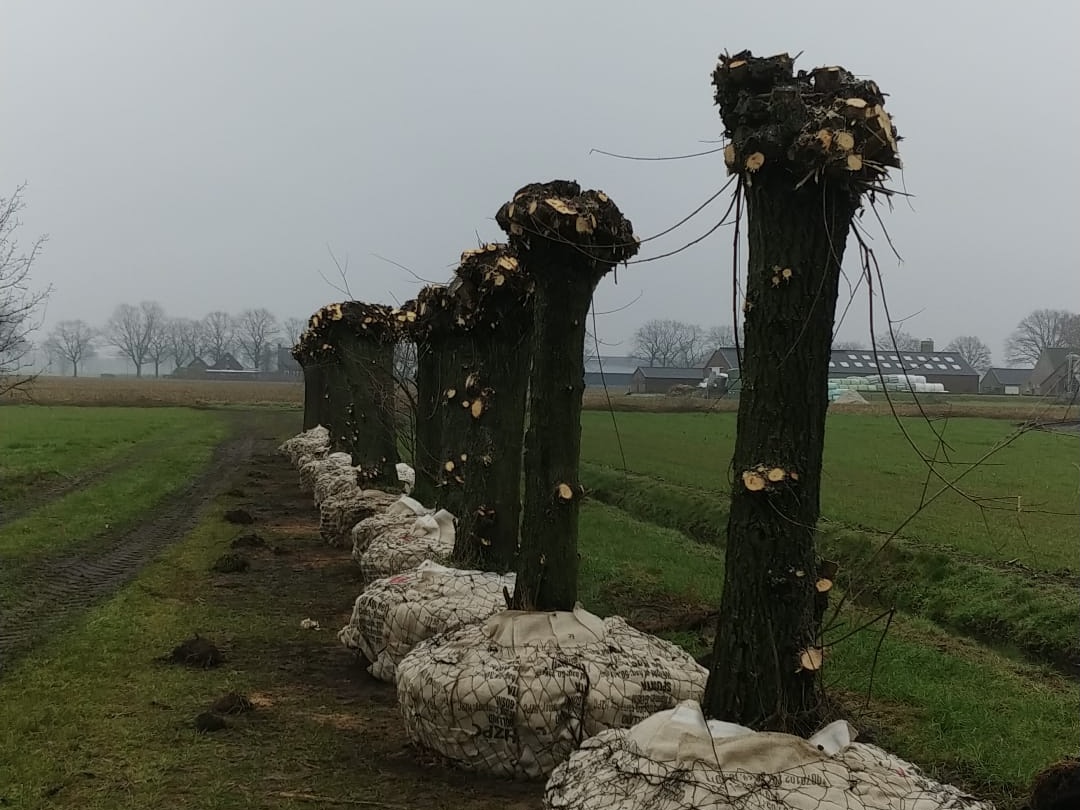 Assortiment sierbomen van Douwe Dokter: Volwassen knotwilgen 35 jaar oud