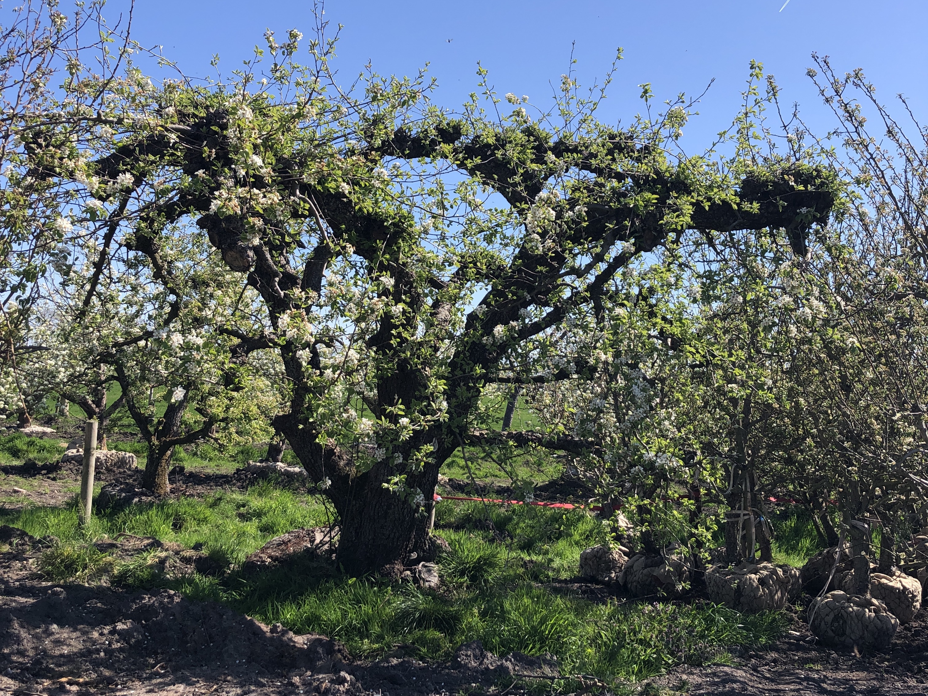 Assortiment oude perenbomen van Douwe Dokter: oud ras St Remy stoofpeer in struikvorm 80 jaar oud in bloei