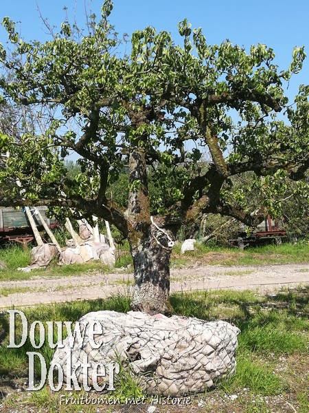 Assortiment oude perenbomen van Douwe Dokter: oud ras Beurre Hardy, laagstam handpeer 70 jaar oud - wat een kluit!