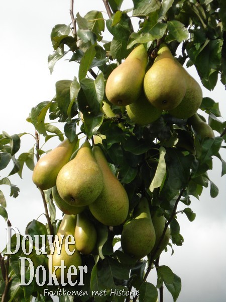 Assortiment oude perenbomen van Douwe Dokter: Conference handpeer, laagstam 50 jaar oud - lekkere peren!