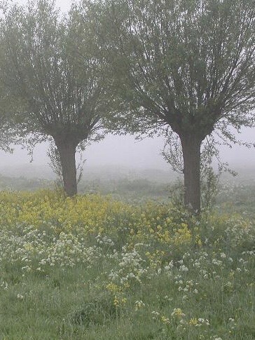 Assortiment sierbomen van Douwe Dokter: Volwassen knotwilgen 30 jaar oud in de mist