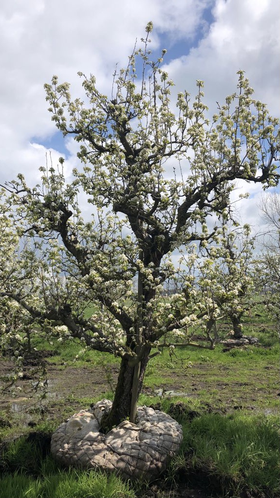 Assortiment oude perenbomen van Douwe Dokter: oud ras Doyenne du Comice, laagstam handpeer 75 jaar oud  volop in bloei