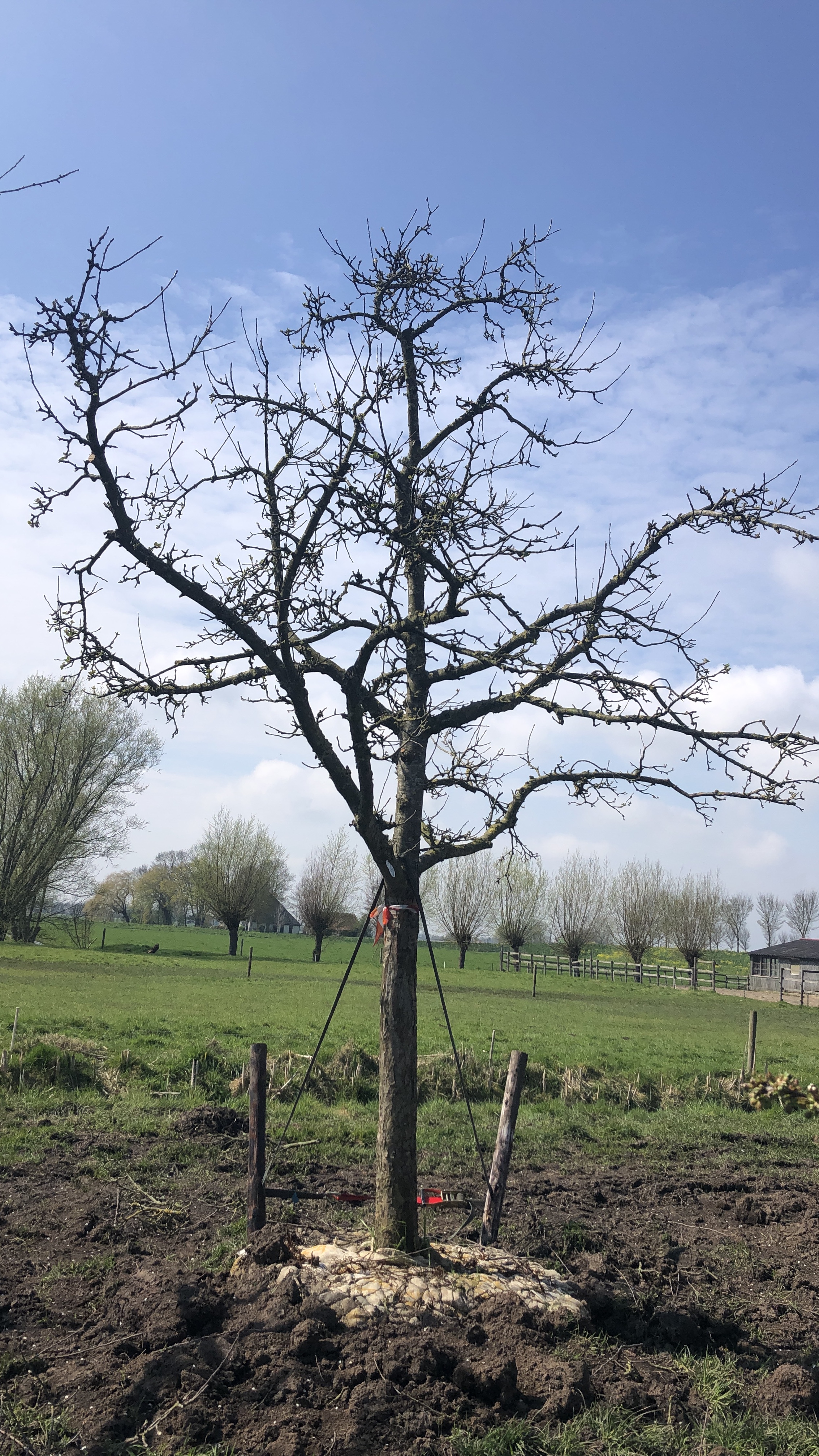 Assortiment oude appelbomen van Douwe Dokter: oude ras appelboom 45 jaar nr 226