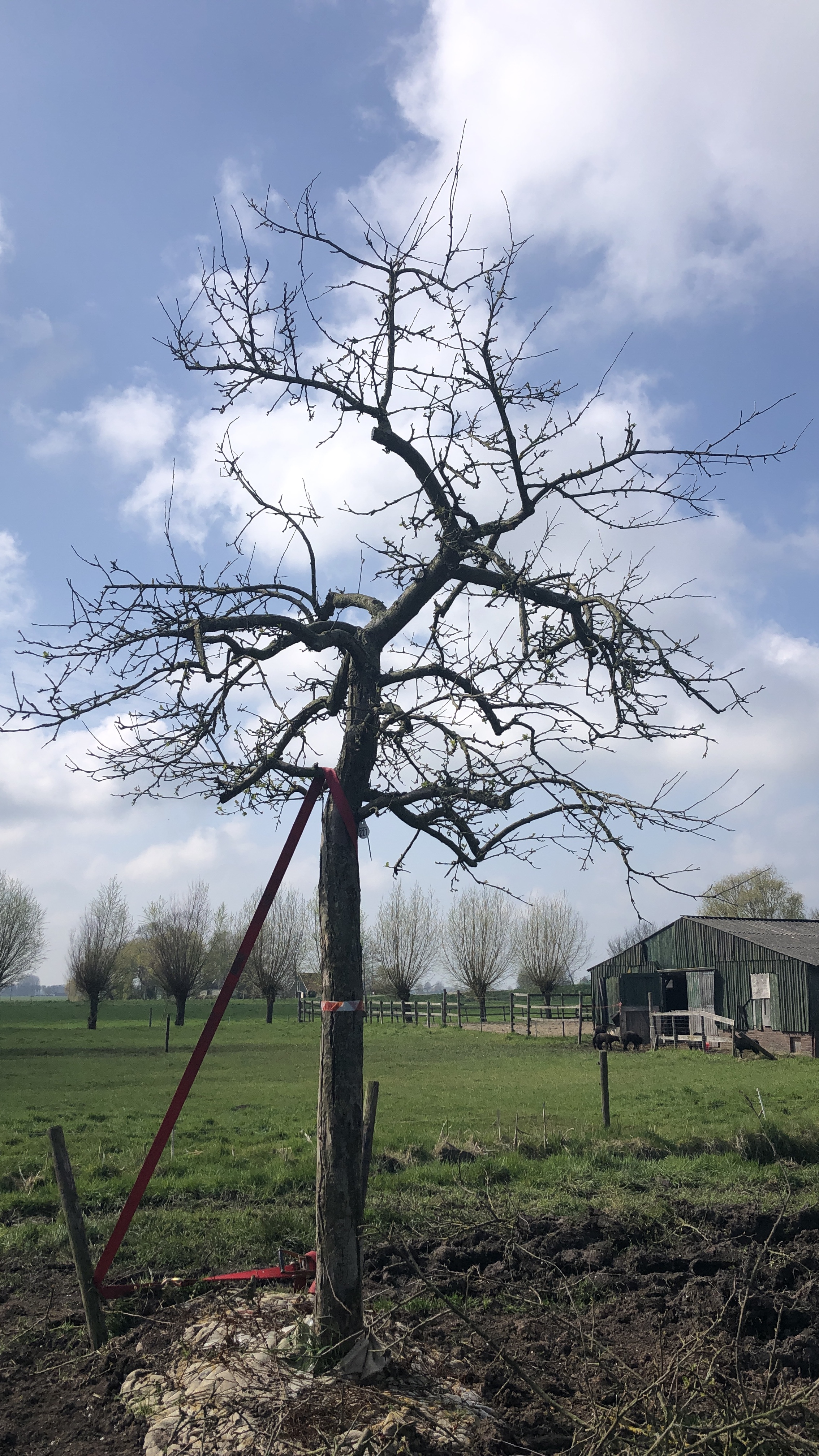 Assortiment oude appelbomen van Douwe Dokter: oude ras appelboom nr 227