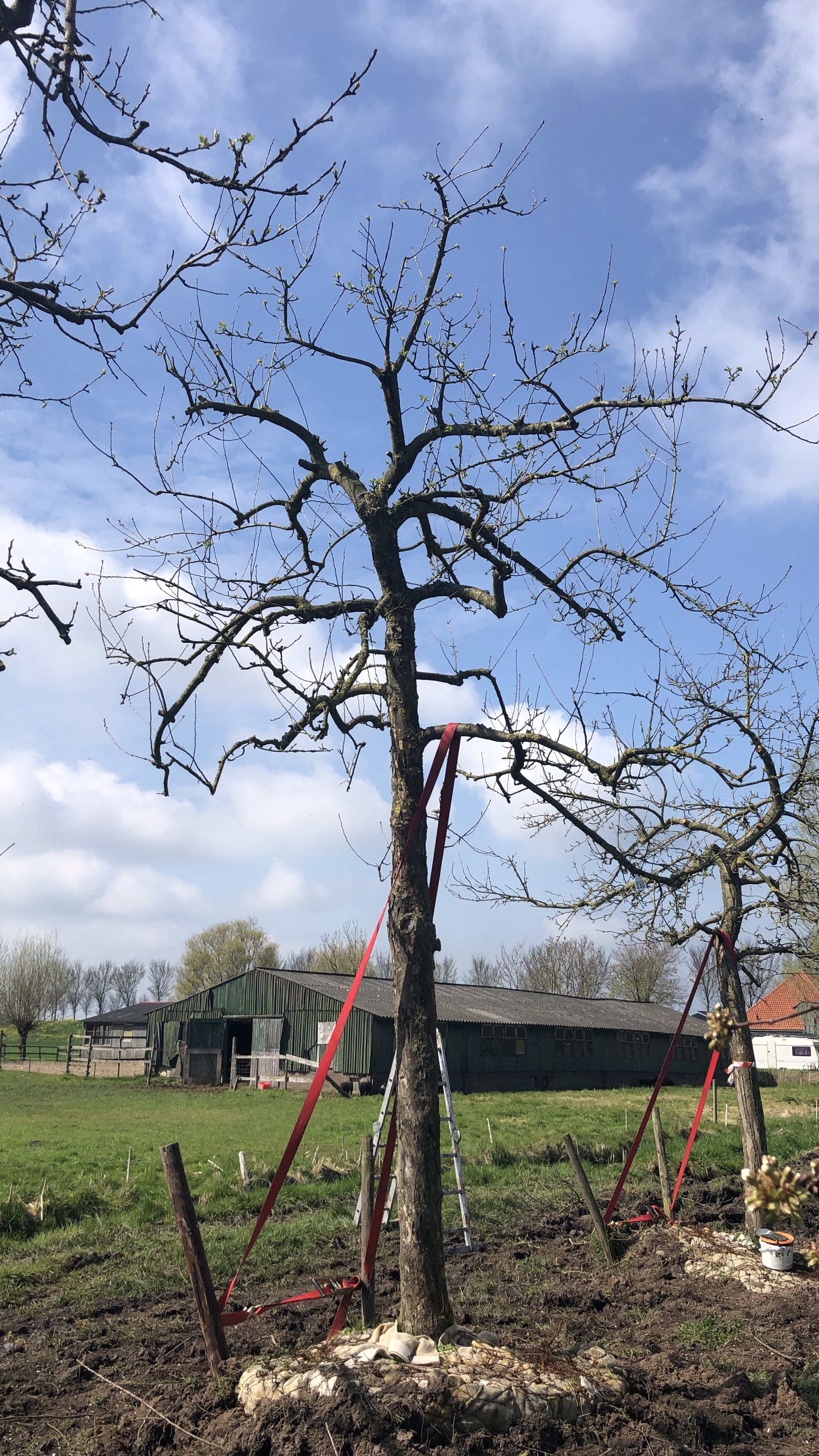 Assortiment oude appelbomen van Douwe Dokter: oude ras appelboom 230