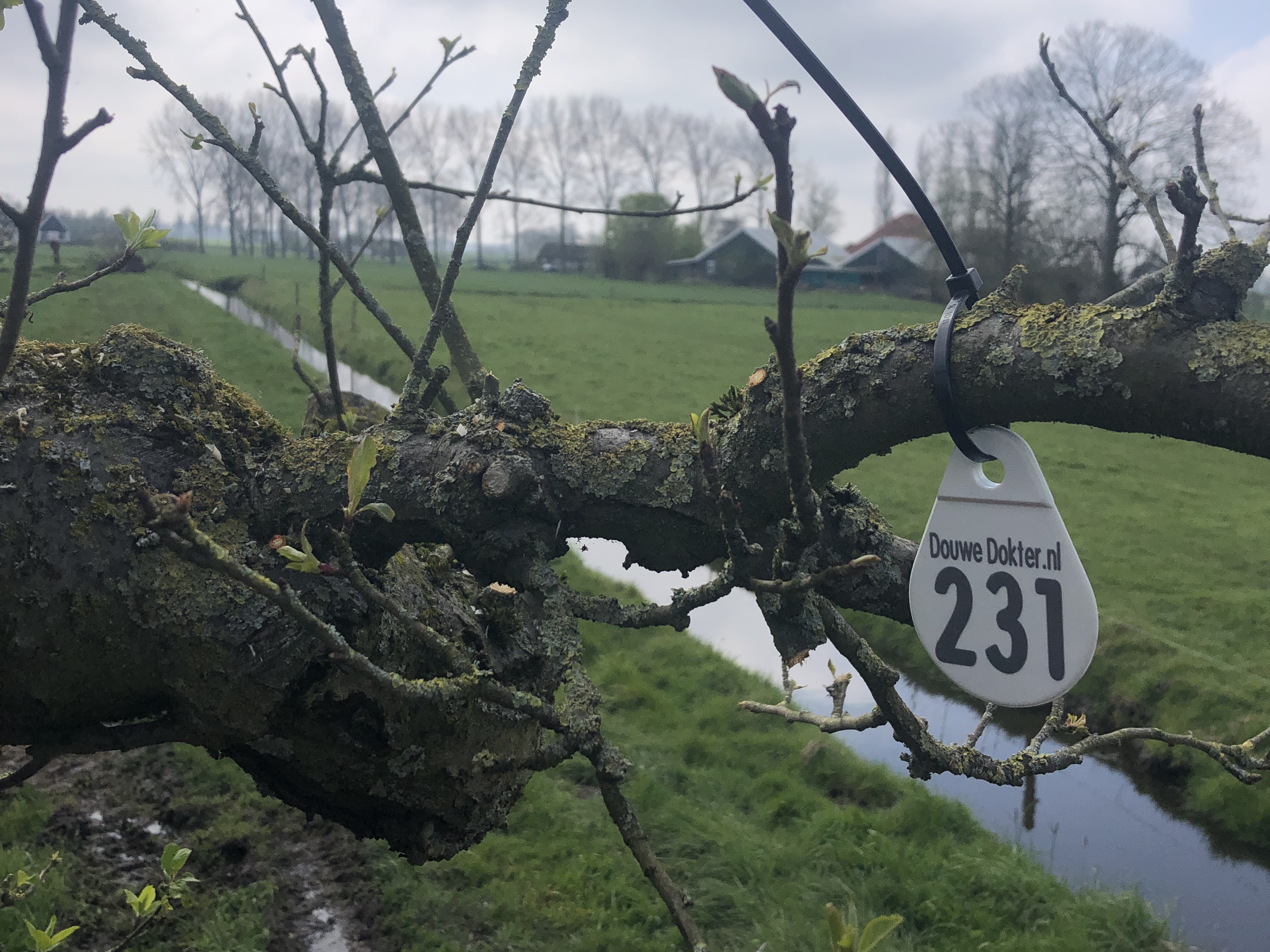 Assortiment DouweDokter: Hoogstam Appelboom oud ras, 45 jaar, nr 231