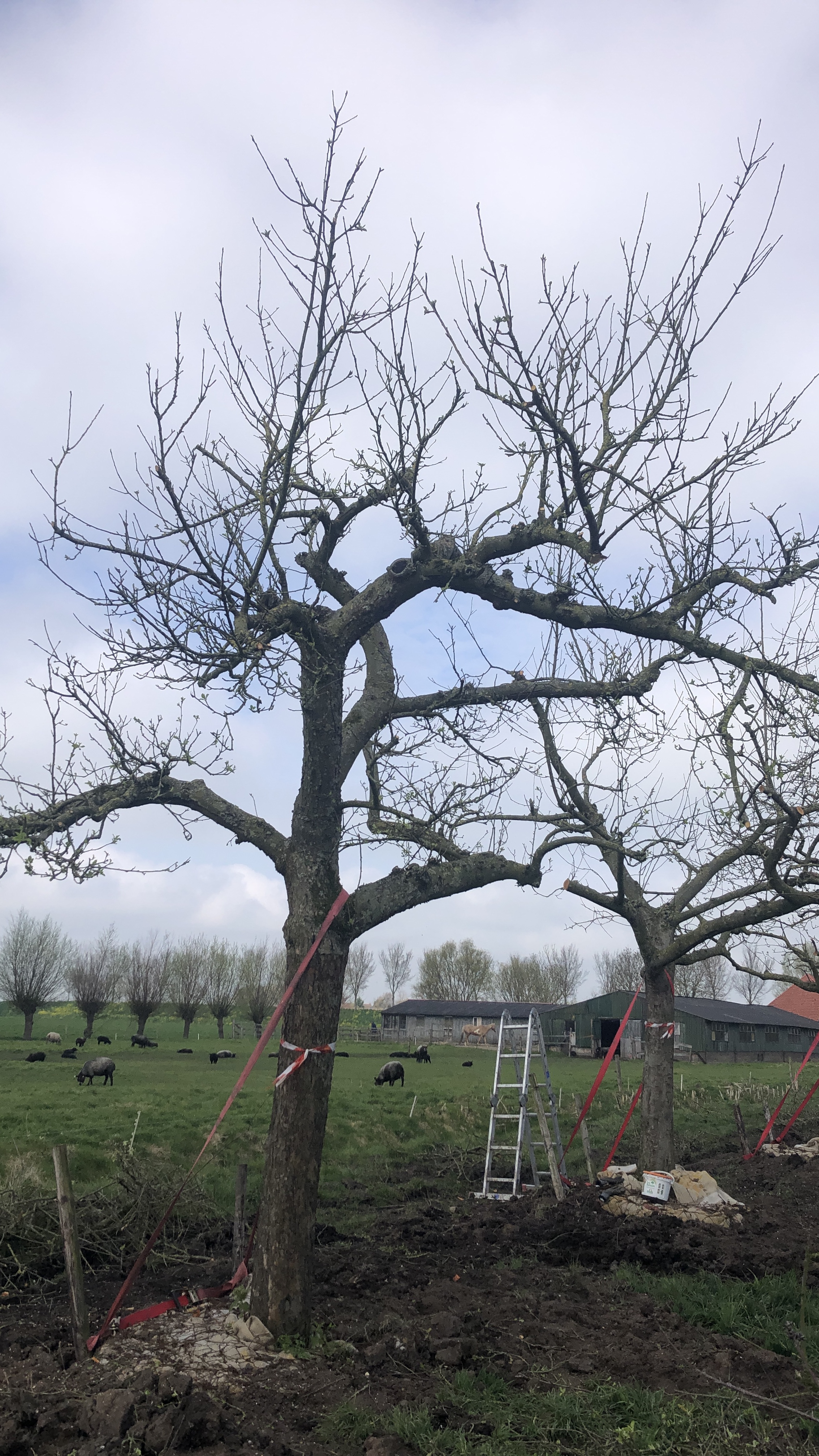 Assortiment DouweDokter: Hoogstam Appelboom oud ras, 45 jaar, nr 231