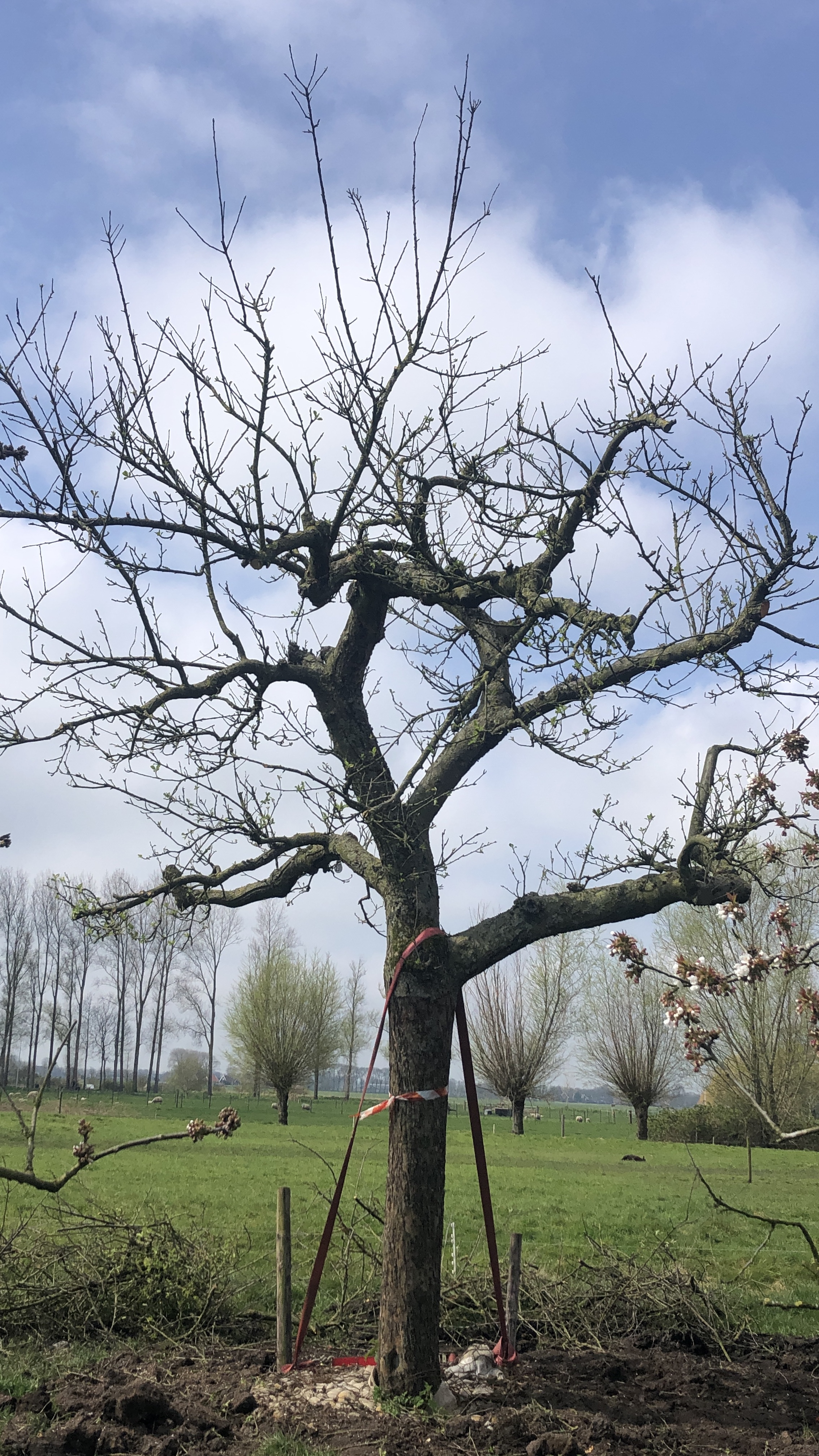 Assortiment oude appelbomen van Douwe Dokter: oude ras Hoogstam appel, 45 jaar oud nr 231