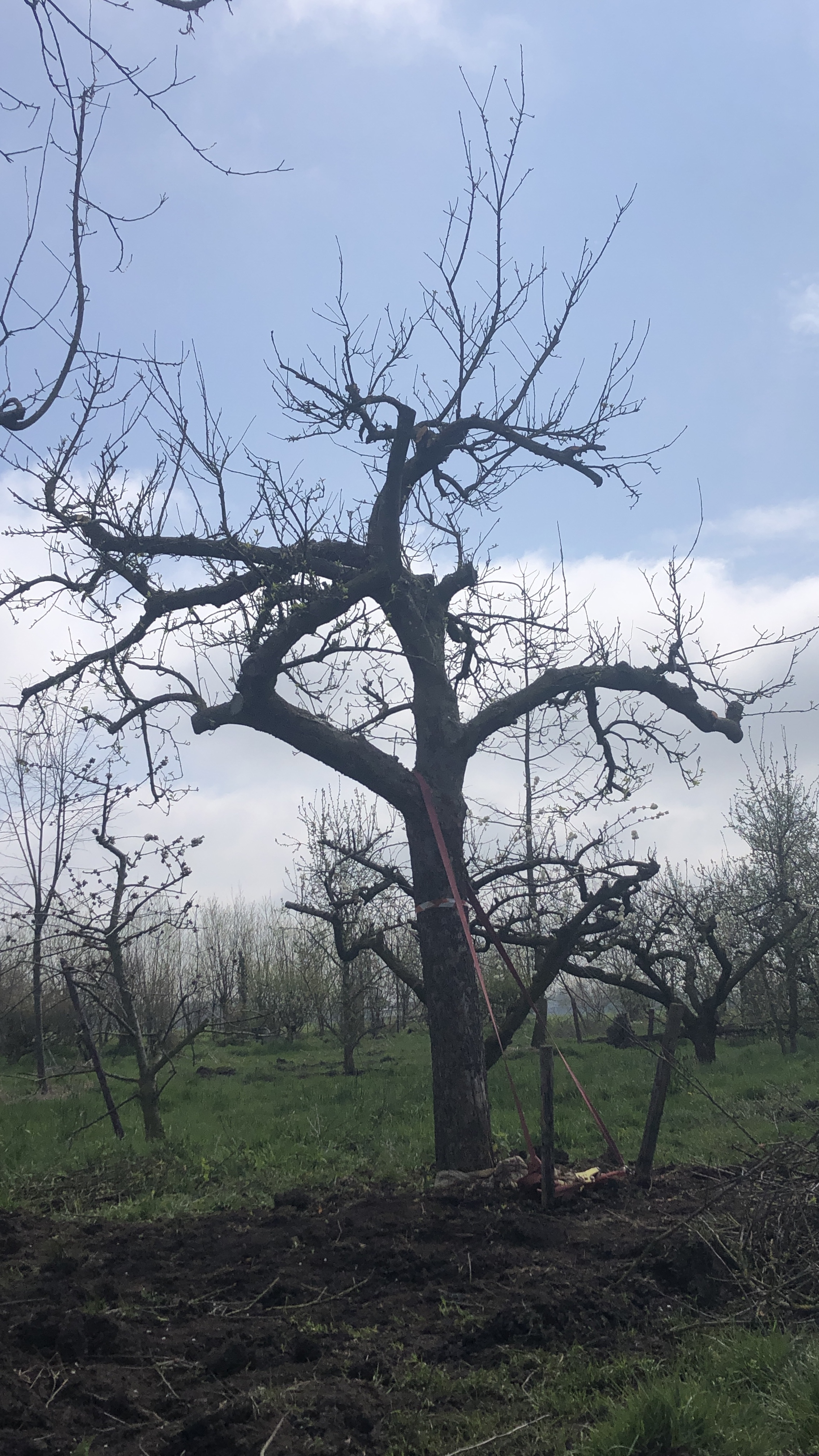 Assortiment DouweDokter: Hoogstam Appelboom oud ras, 45 jaar, nr 231