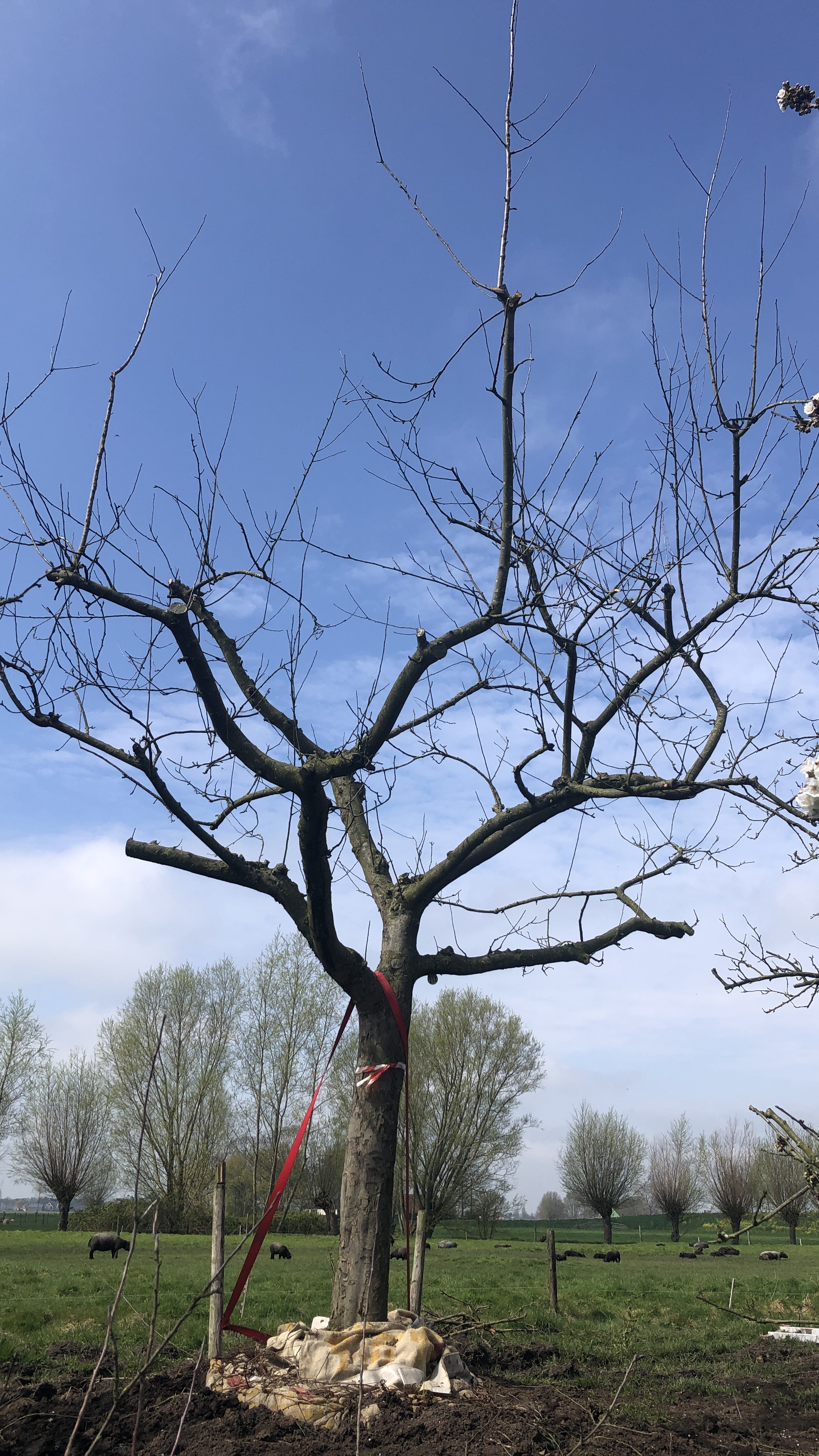 Assortiment oude appelbomen van Douwe Dokter: oude ras appelboom, 45 jaar, Nr 232