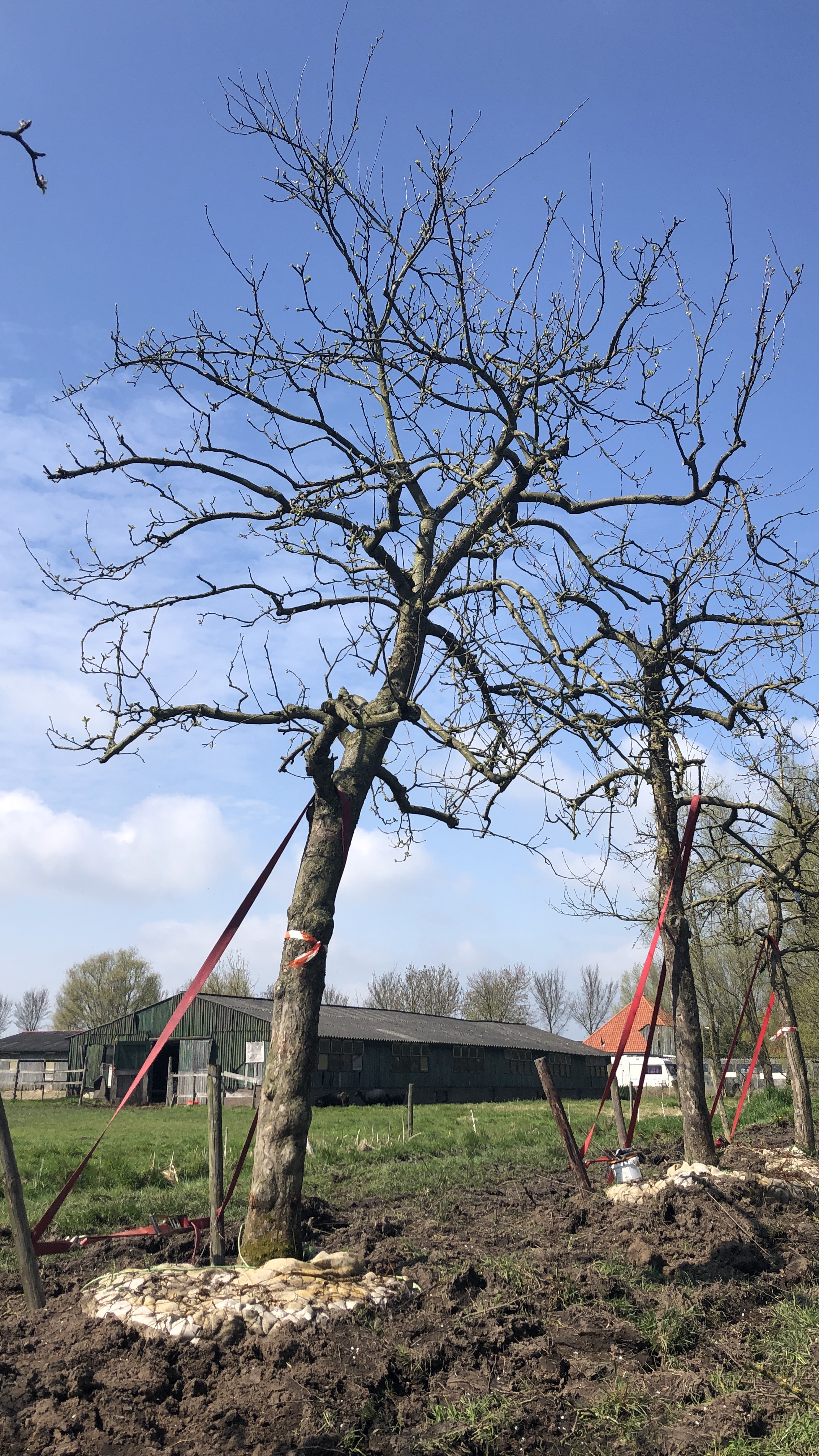 Assortiment DouweDokter: Hoogstam Appelboom oud ras, 45 jaar, nr 234