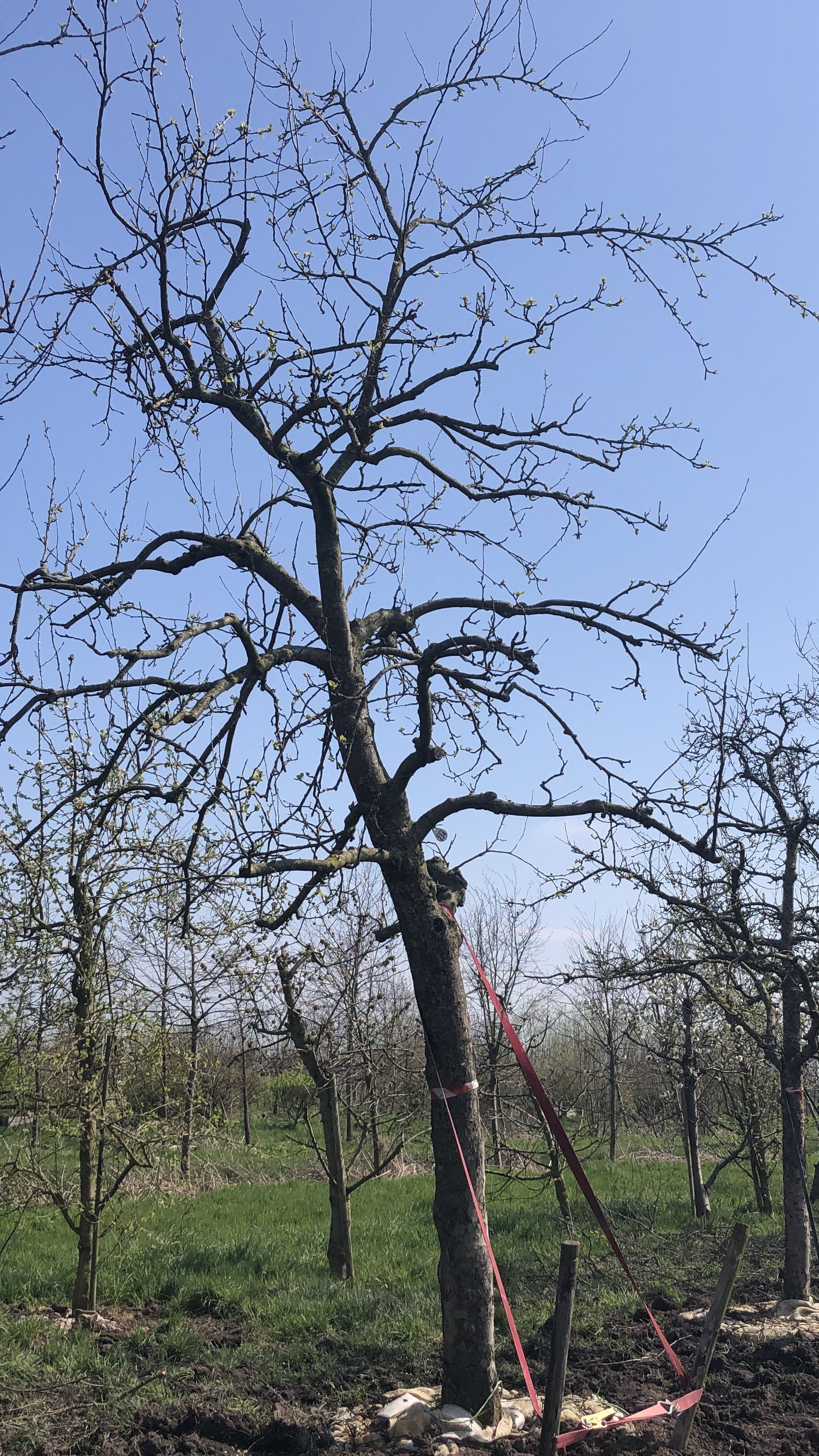 Assortiment oude appelbomen van Douwe Dokter: oude ras appel, 45 jaar, nr 234