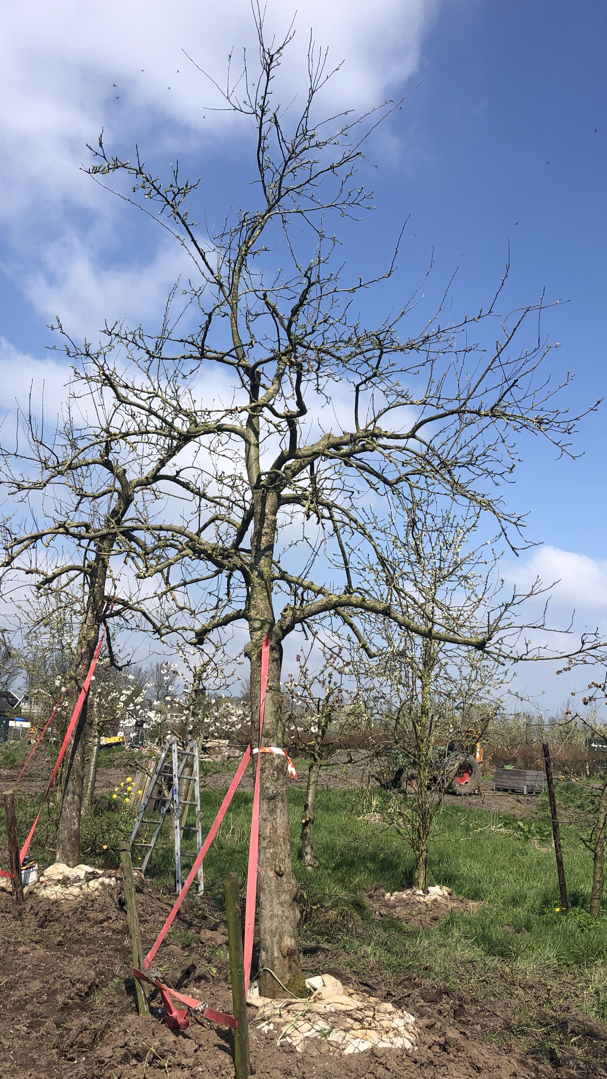 Assortiment DouweDokter: Hoogstam Appelboom oud ras, 45 jaar, nr 234