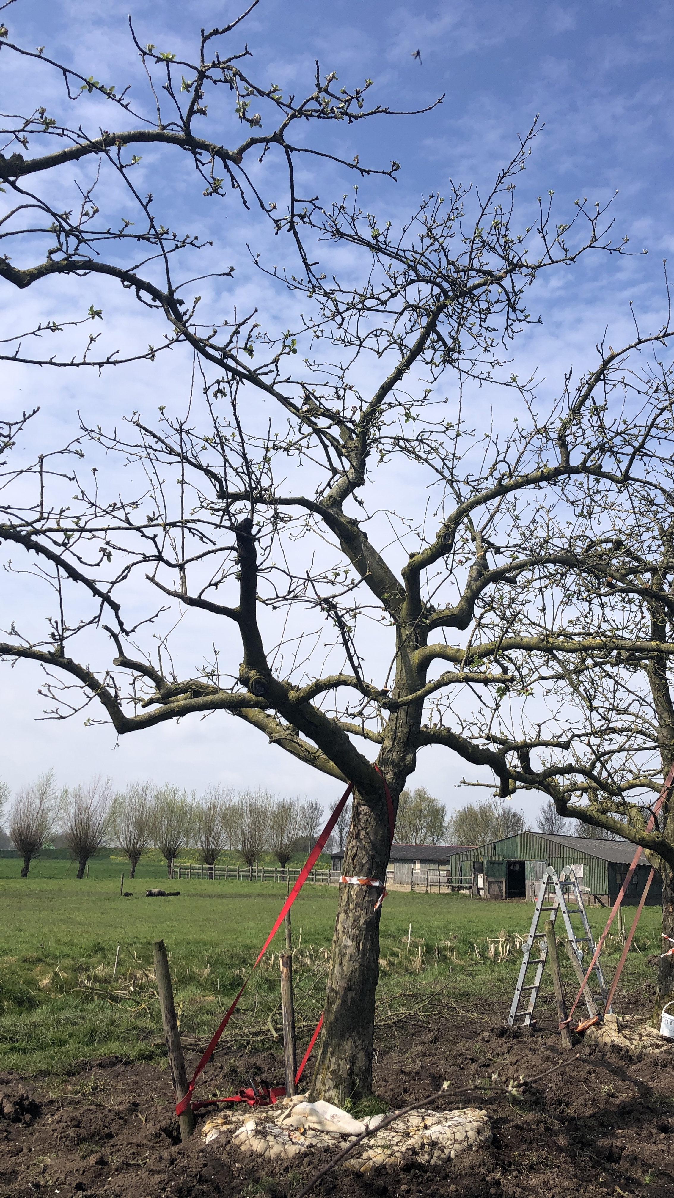 Assortiment oude appelbomen van Douwe Dokter: oude ras hoogstam appel, 45 jaar, nr 235