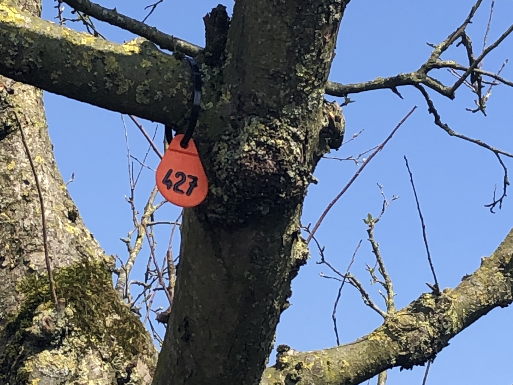 Assortiment DouweDokter: Hoogstam Appelboom oud ras, 45 jaar, nr 427