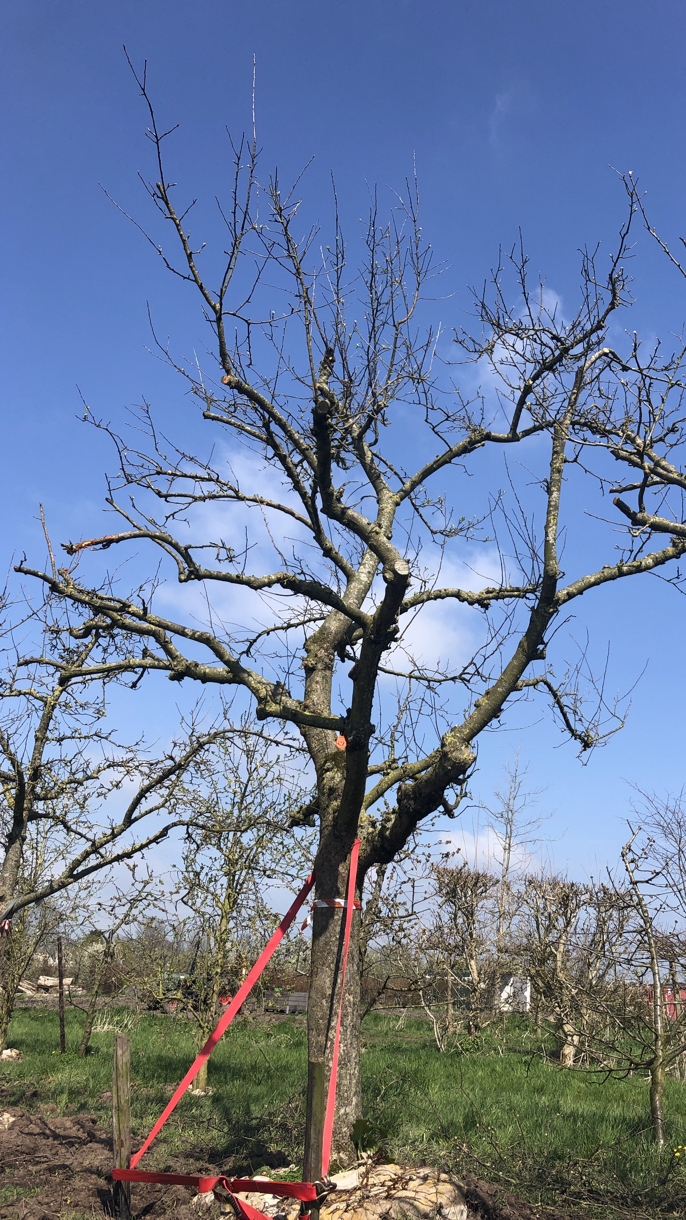 Assortiment DouweDokter: Hoogstam Appelboom oud ras, 45 jaar, nr 427