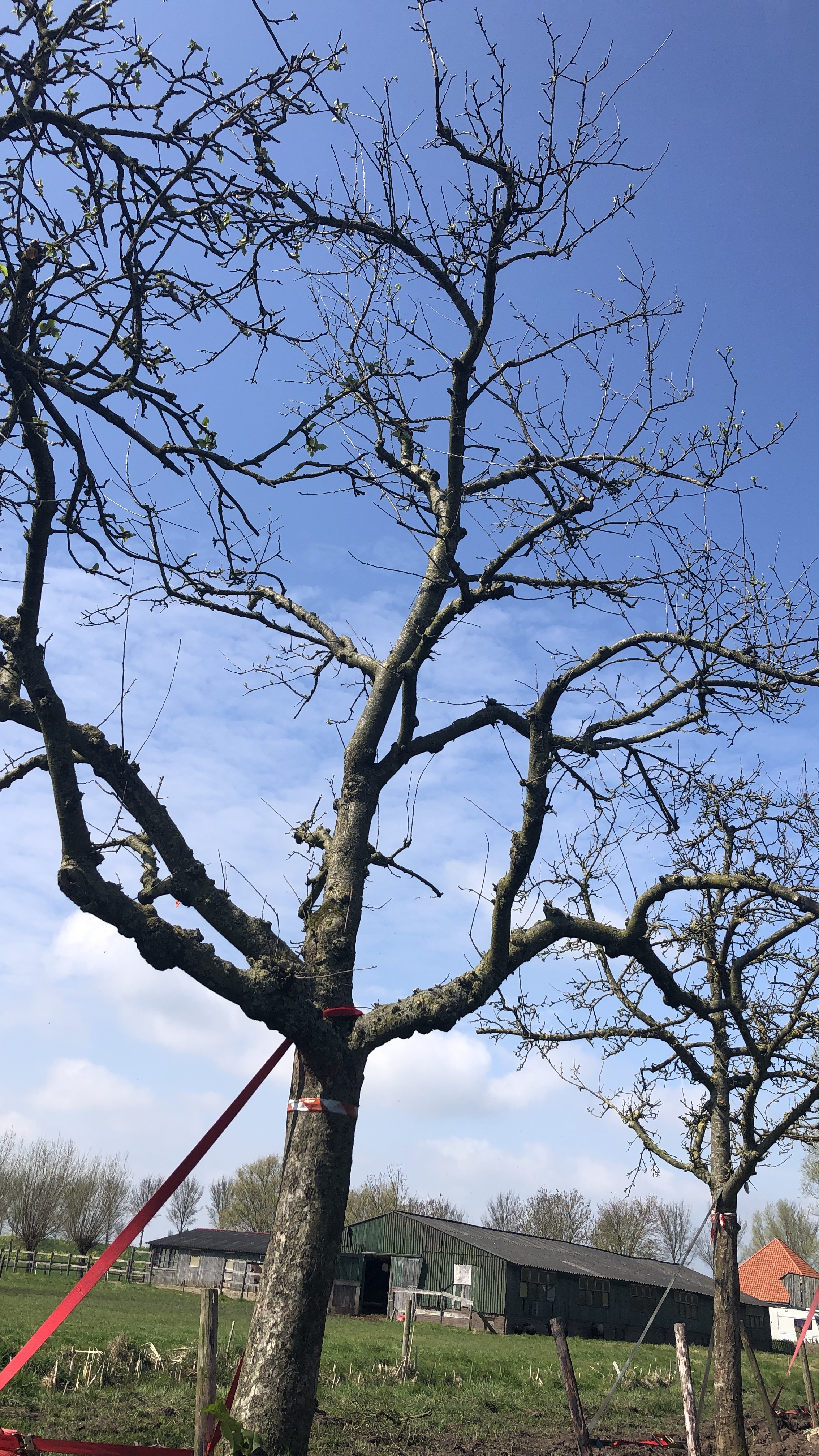 Assortiment DouweDokter: Hoogstam Appelboom oud ras, 45 jaar, nr 427