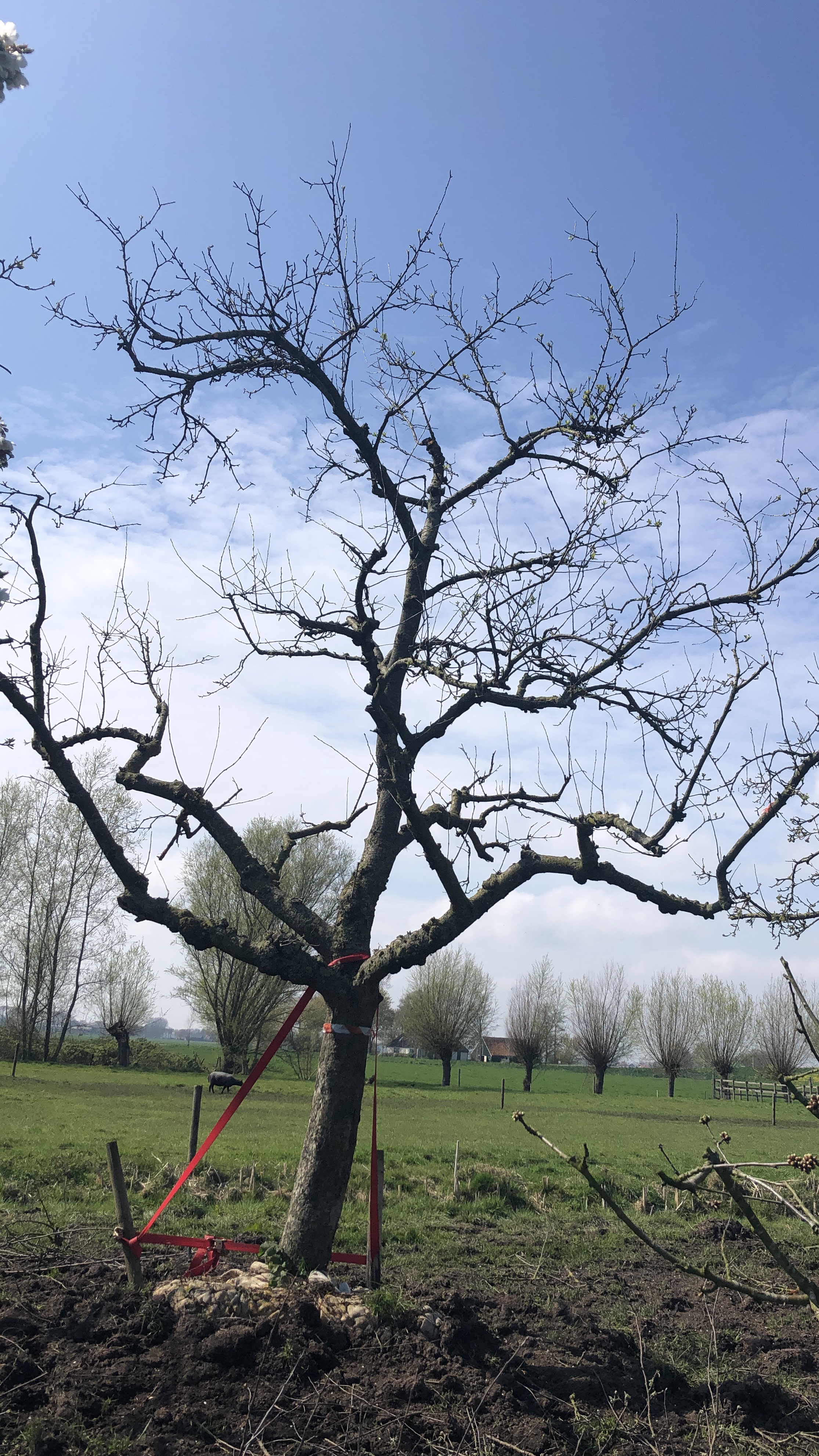 Assortiment oude appelbomen van Douwe Dokter: Soude ras appel, 45 jaar oud nr 427